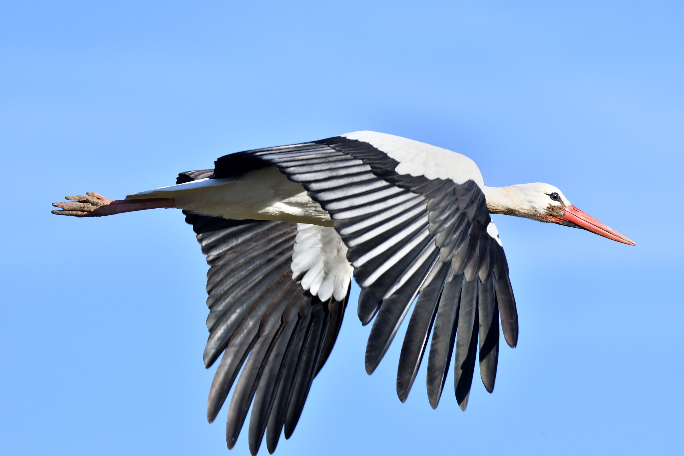 il volo della cicogna