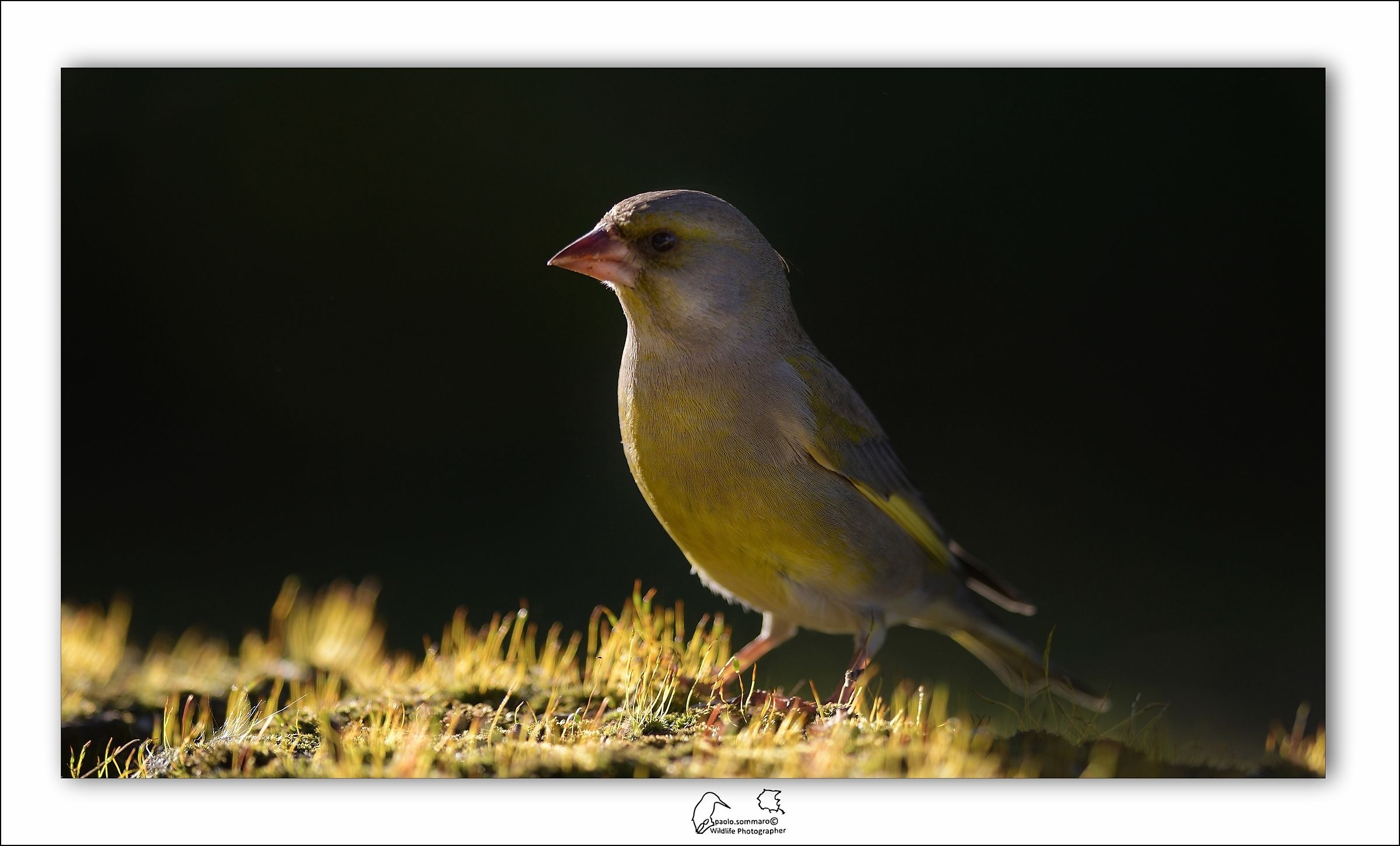Verdone in controluce
