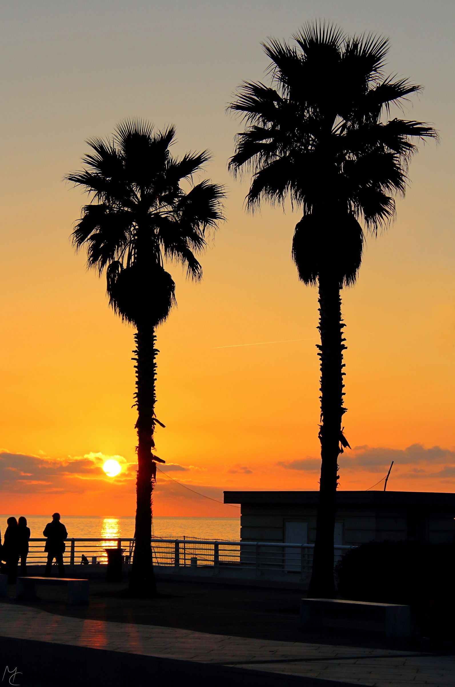 Palms sunset