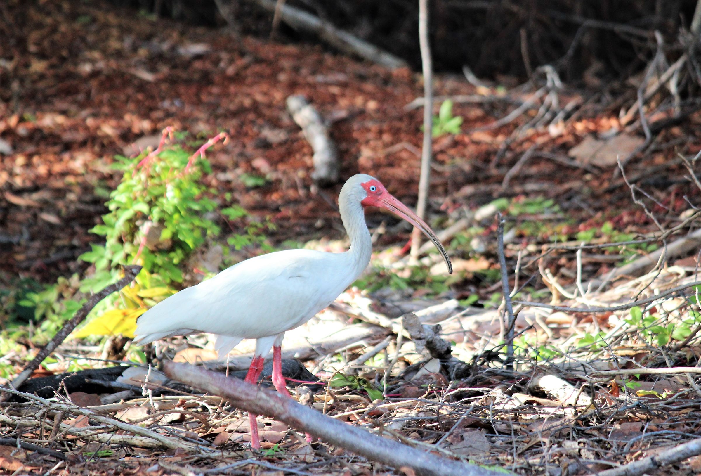 Ibis Bianco -Key Biscayne-Miami