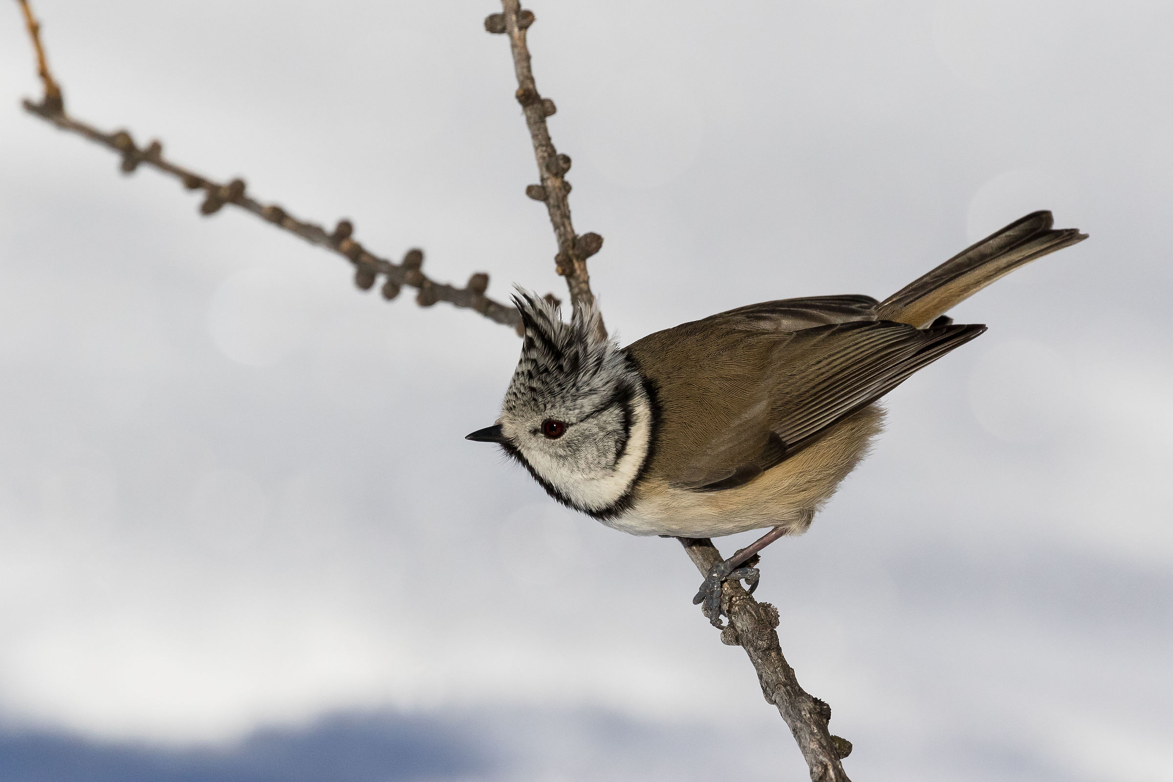 Cincia from Ciuffo 1