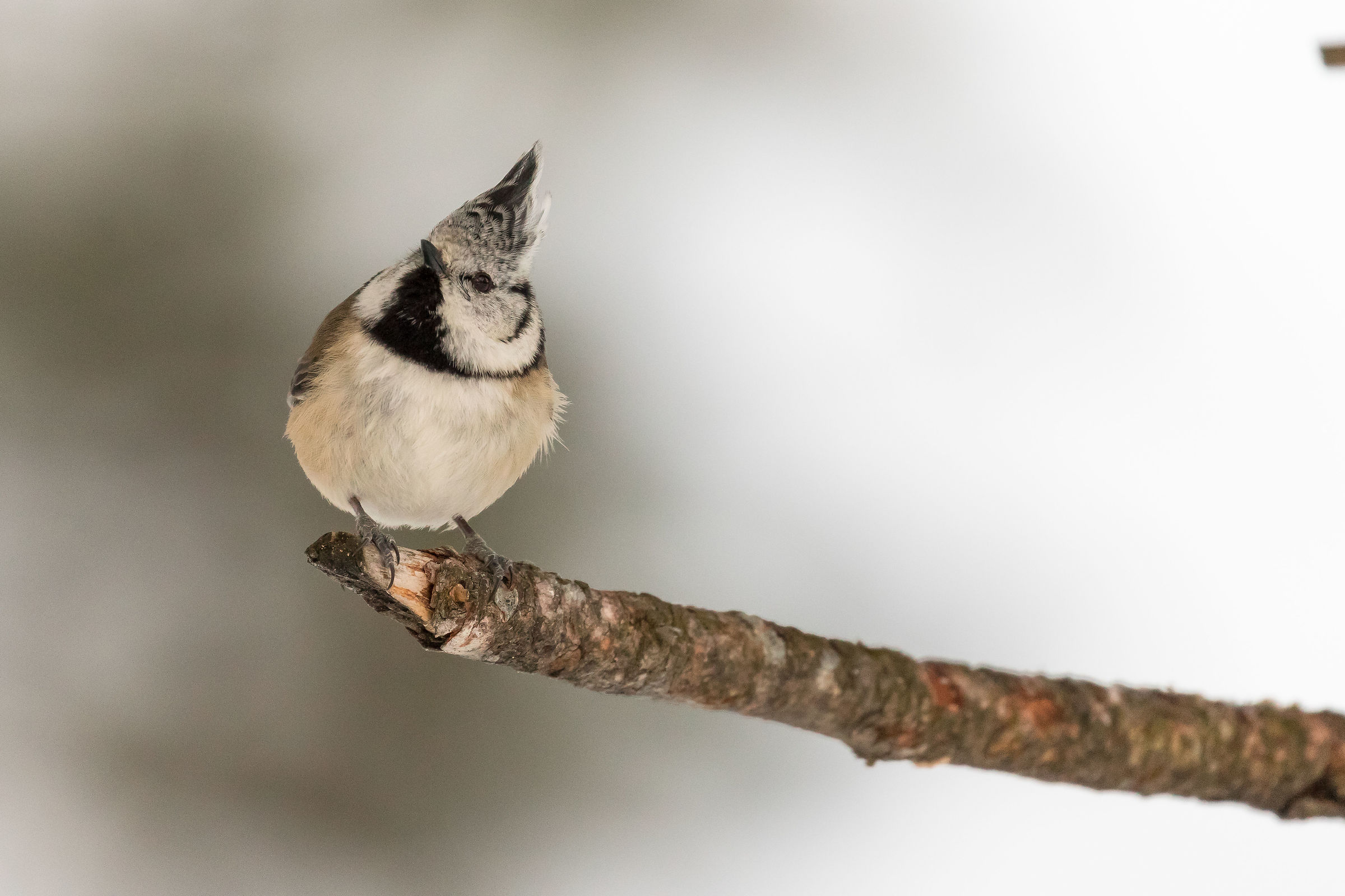 Cincia from the Tuam 2