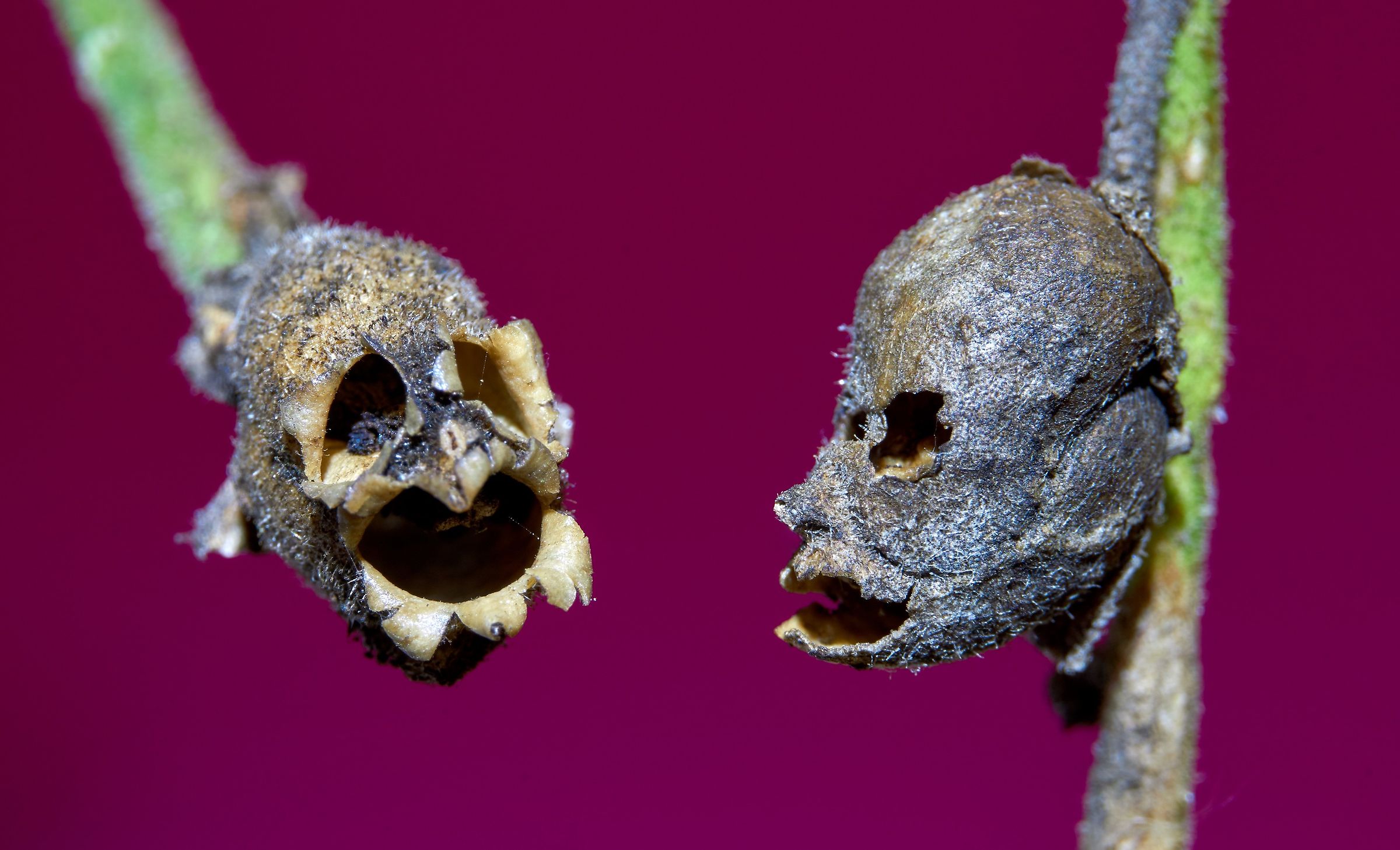 Due facce simpatiche!