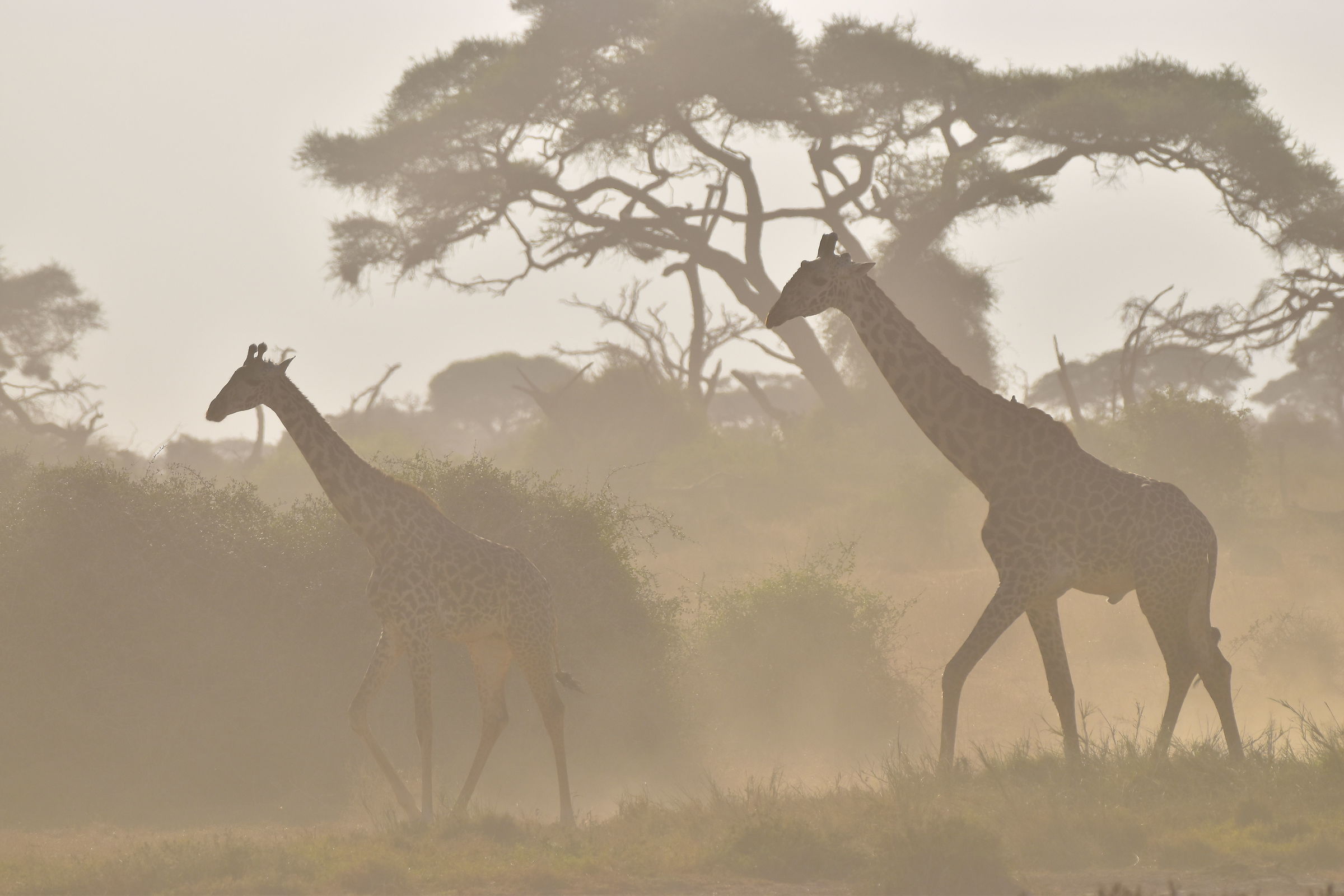 The Dust - Amboseli National Park