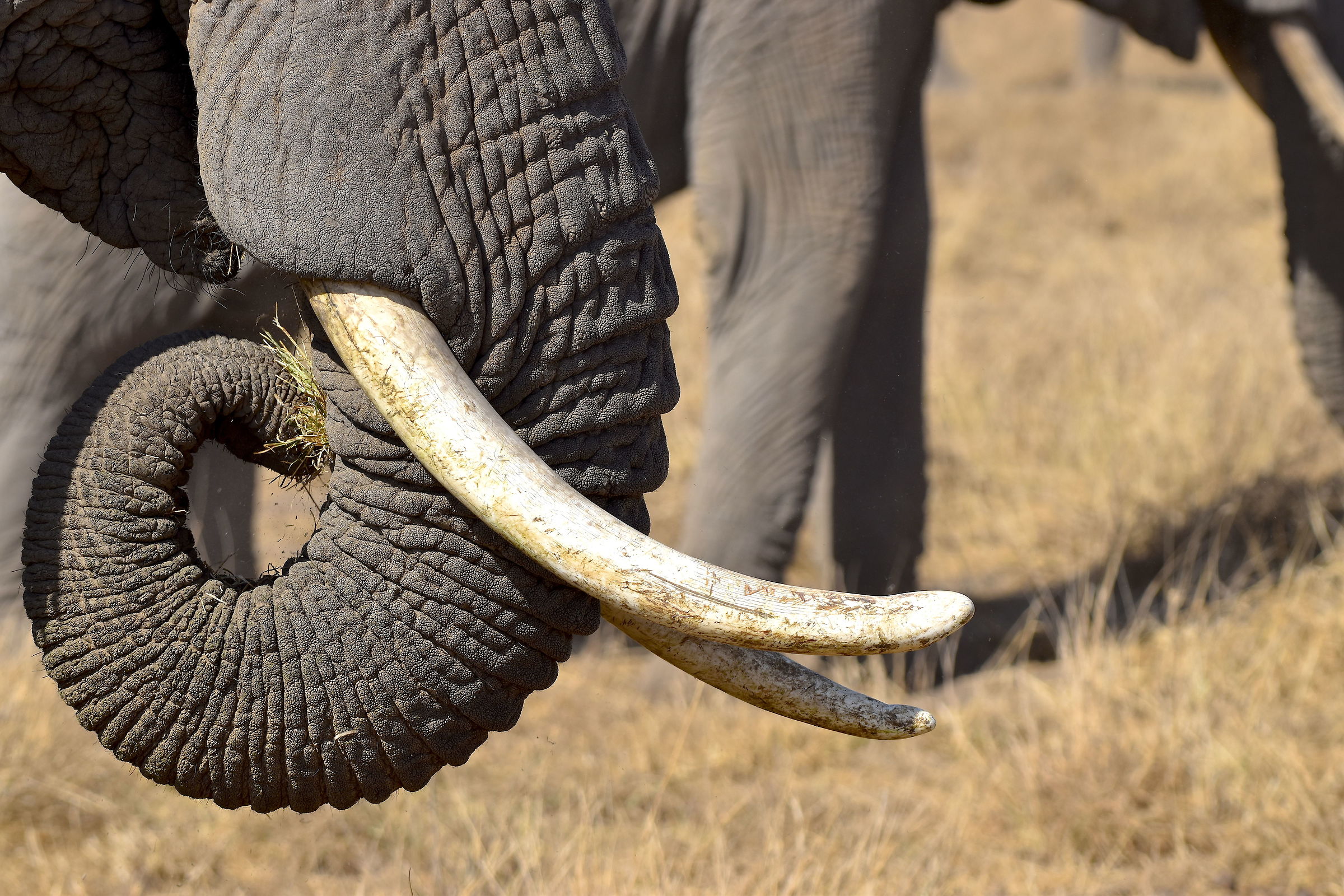 Gold of Africa-Amboseli National Park