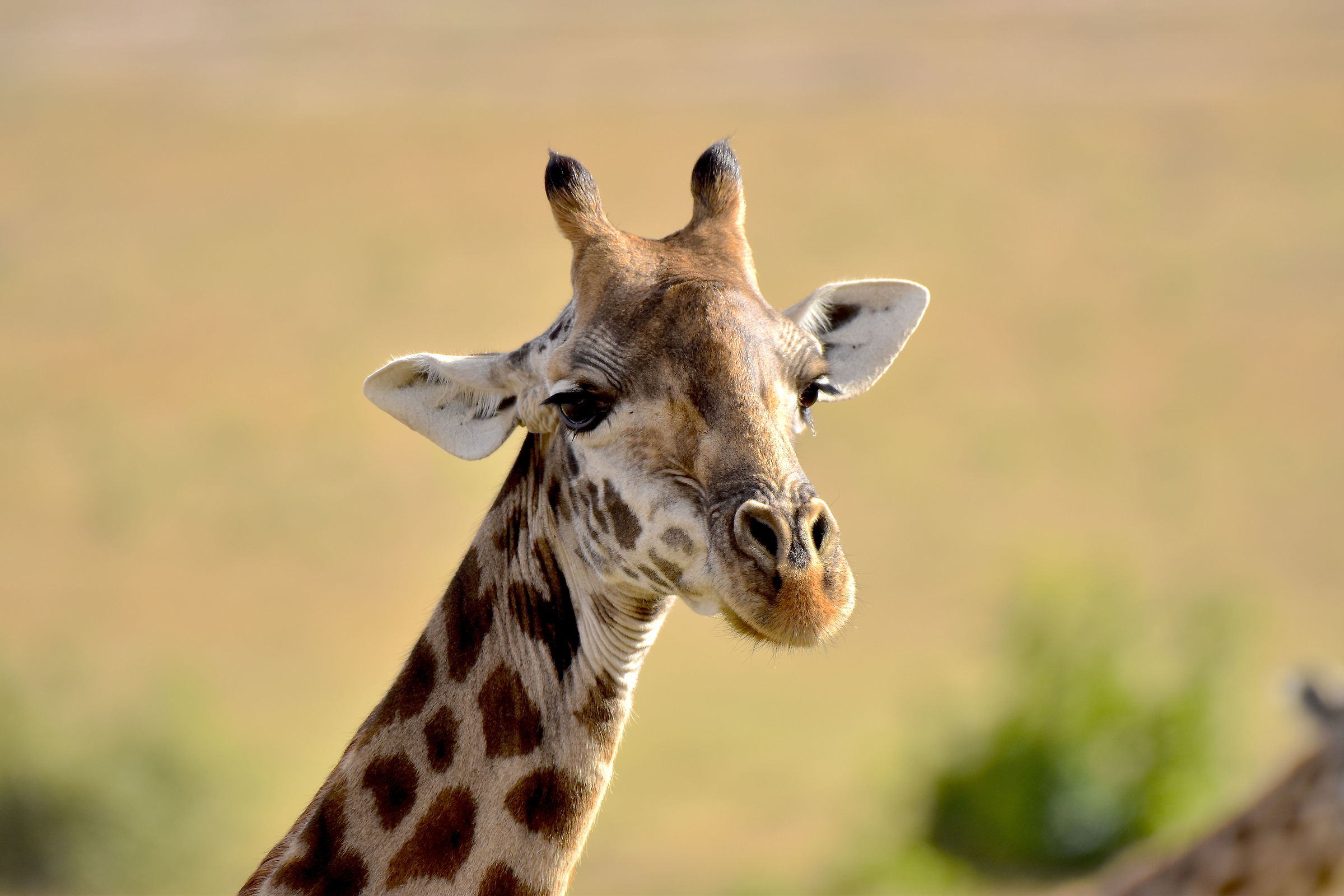 Giraffe-Masai Mara