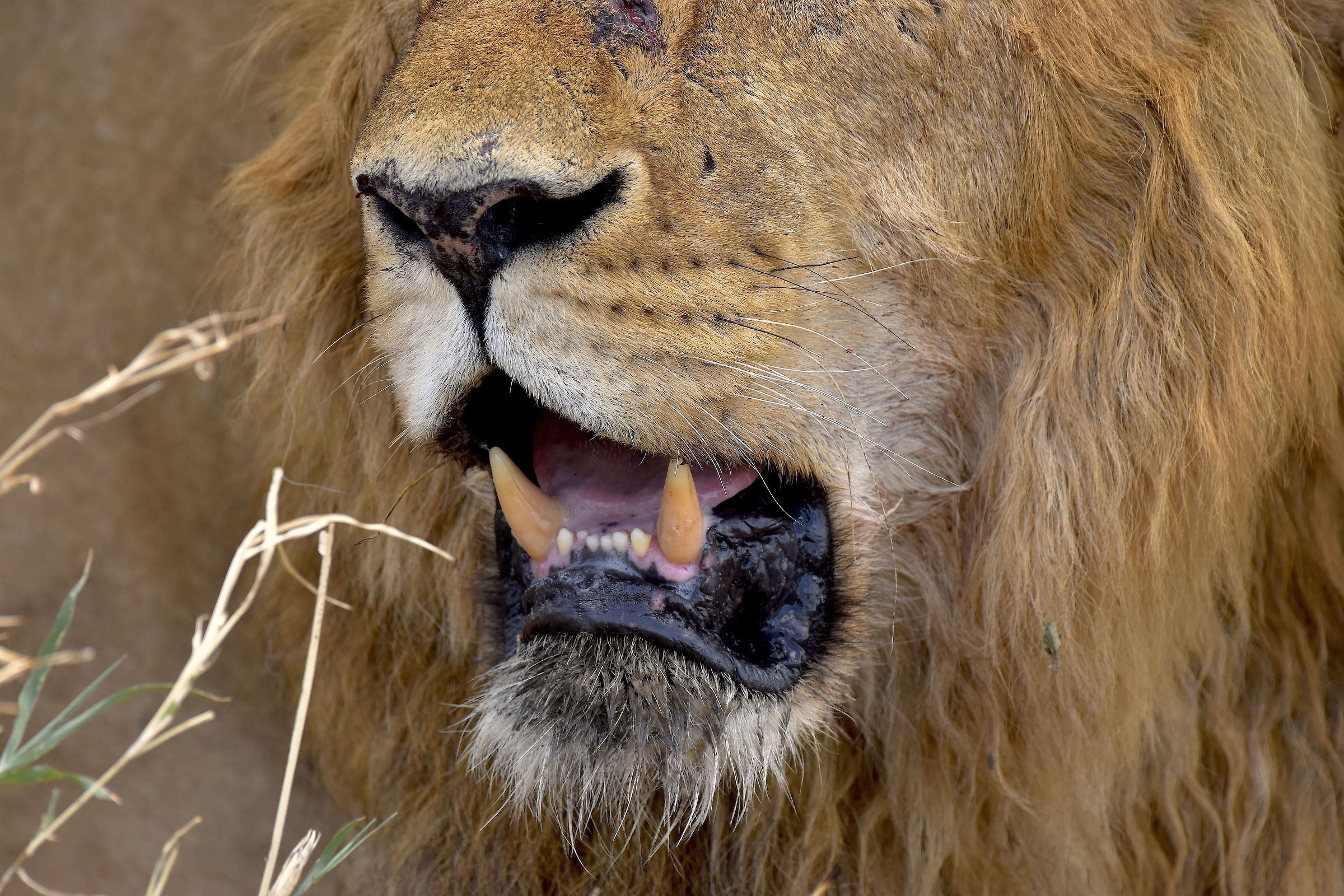 The Lion King-Masai Mara