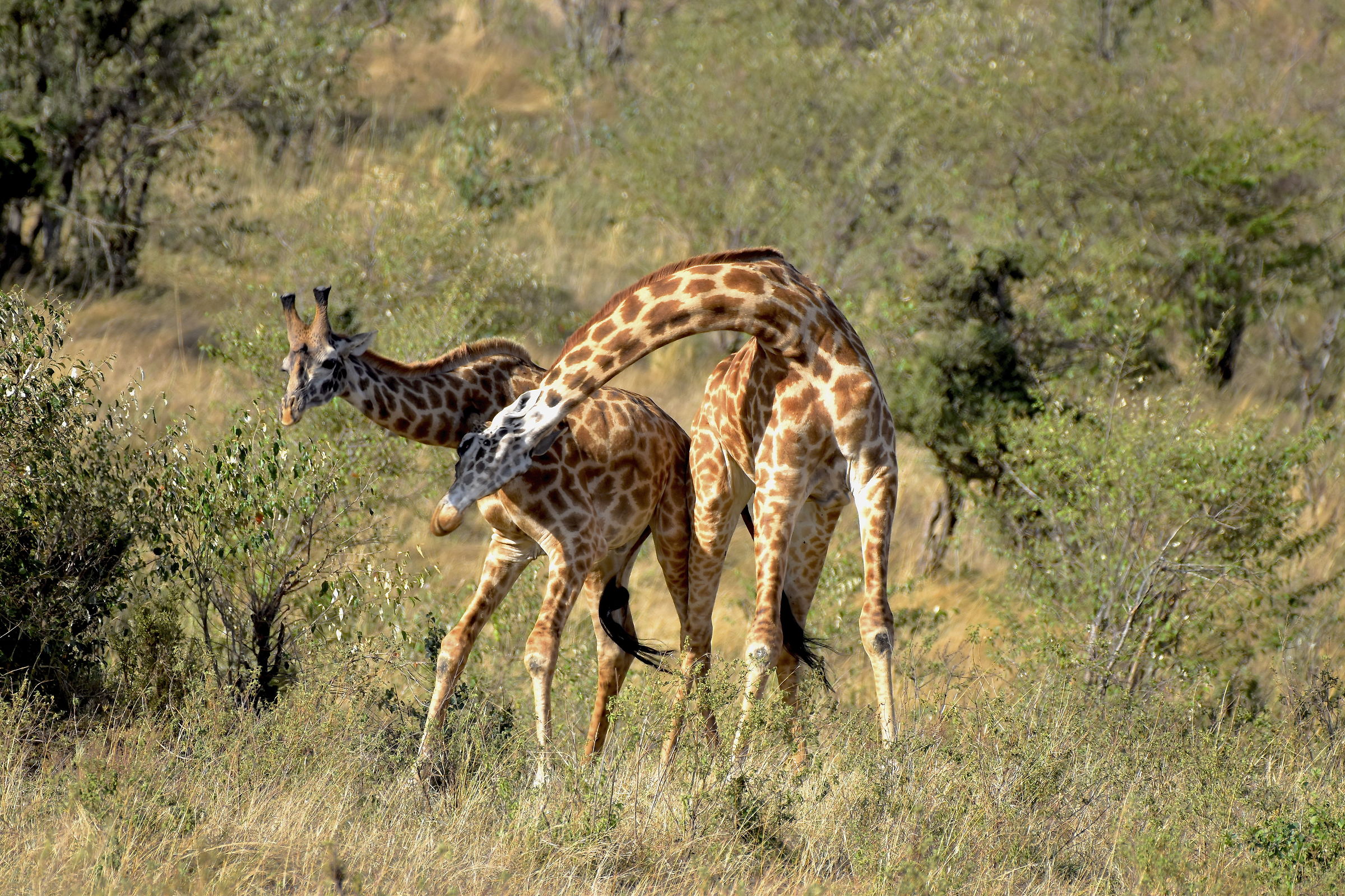 Clash of giraffes-Masai Mara