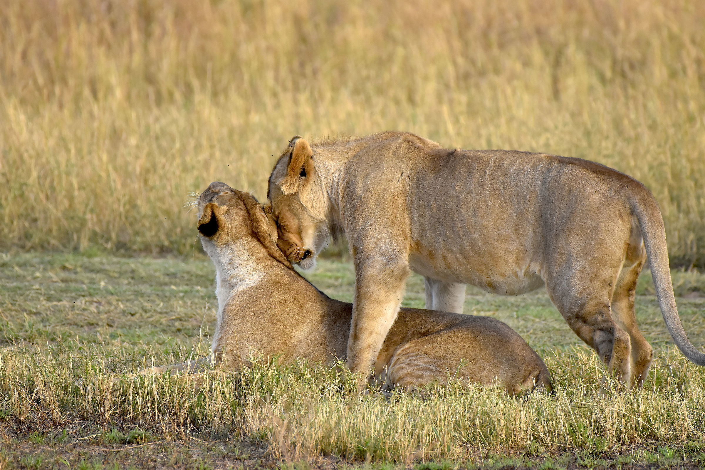 Cuddling feline-Masai Mara