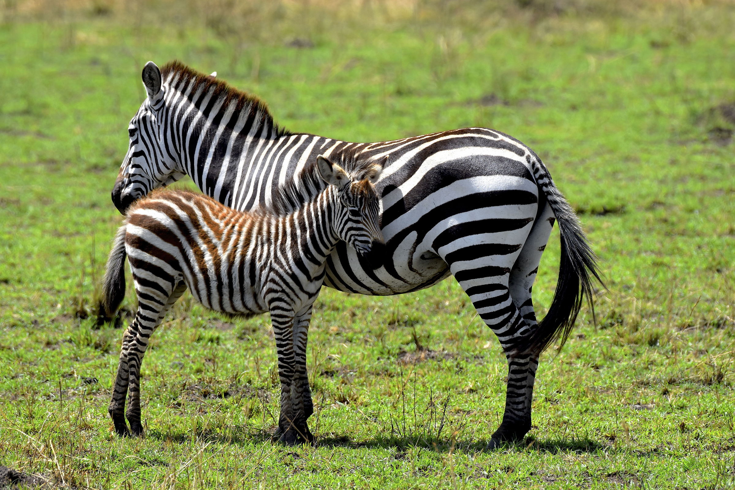 Maternal protection-Masai Mara
