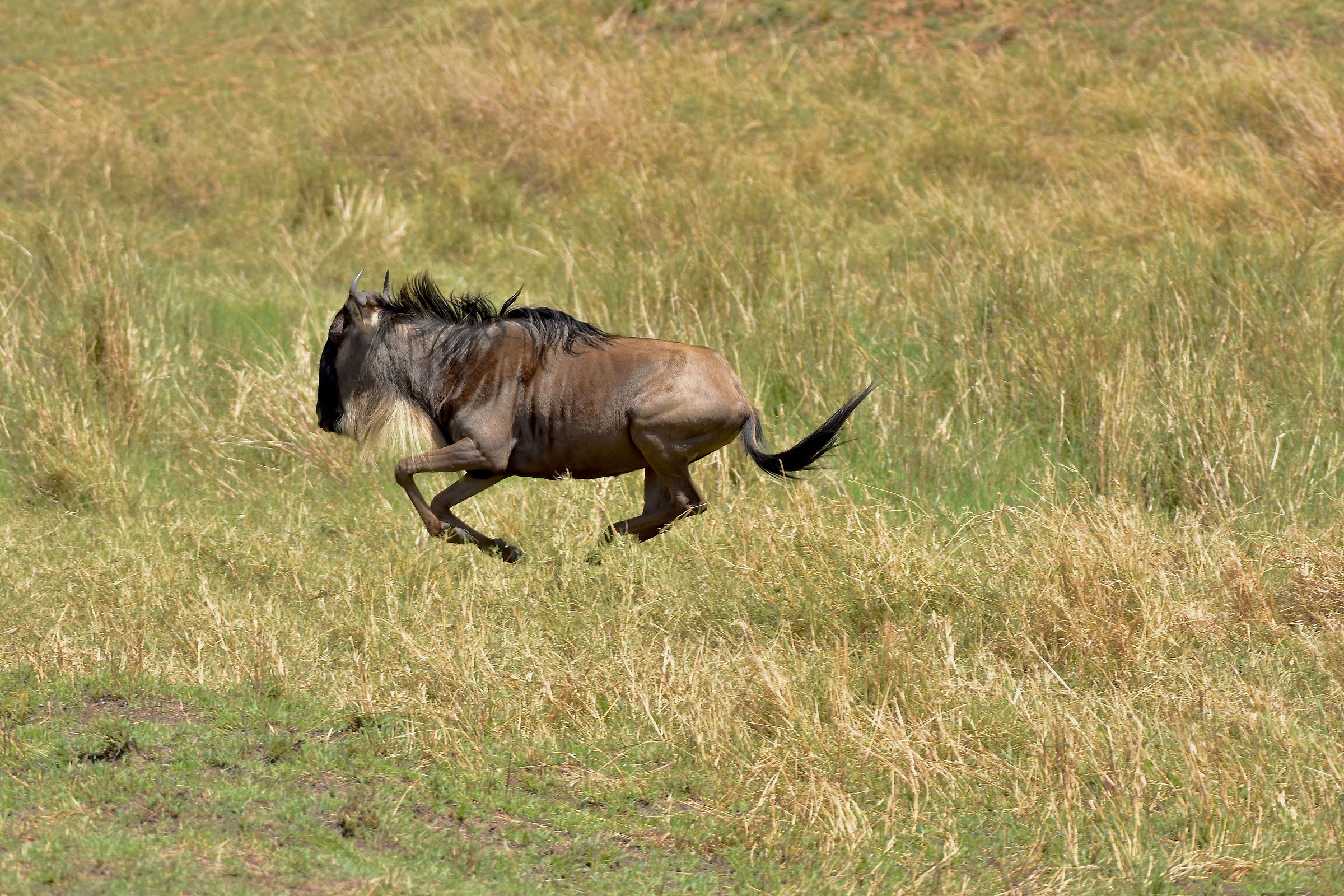 Race for salvation-Masai Mara