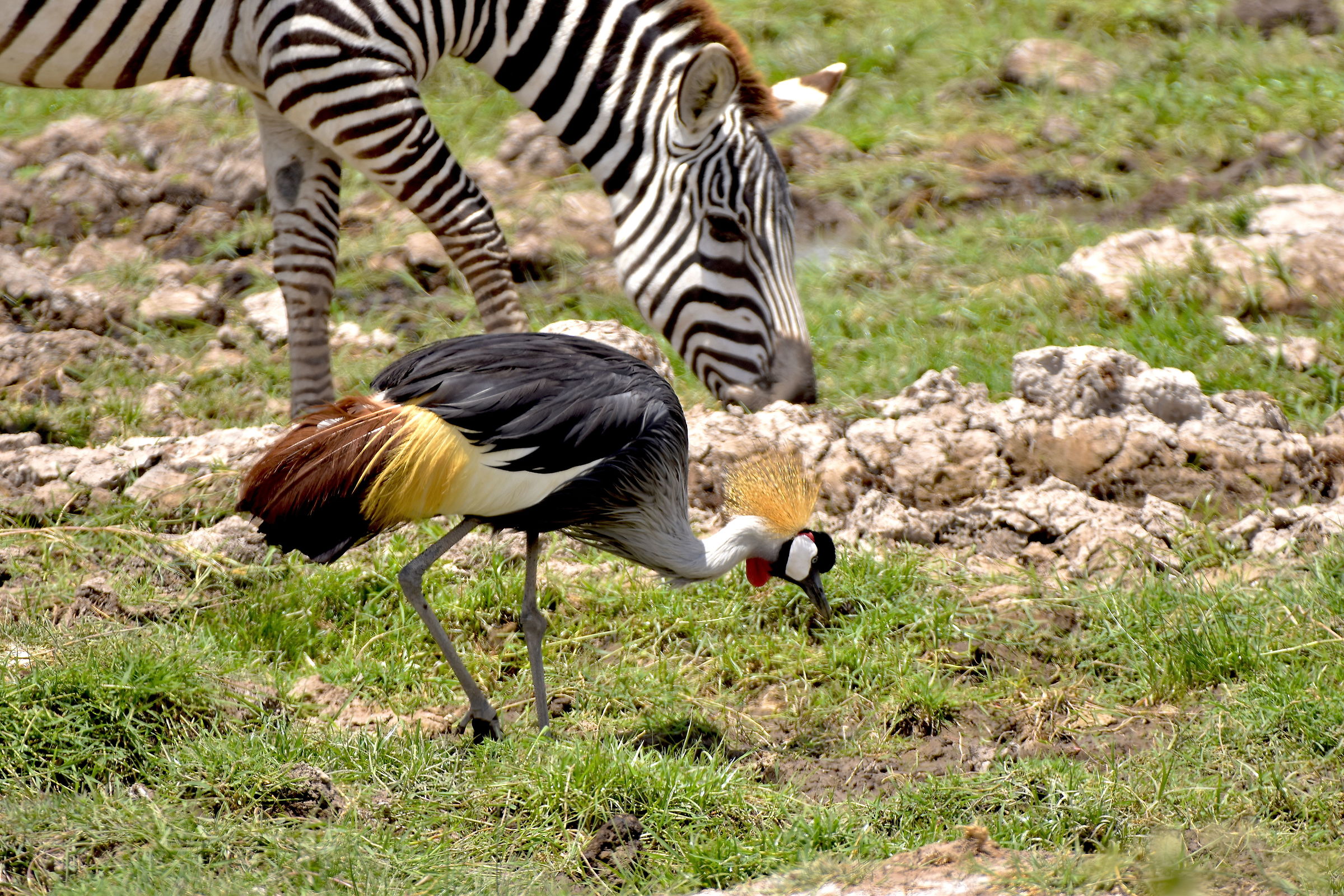 Grey crowned Crane-Masai Mara