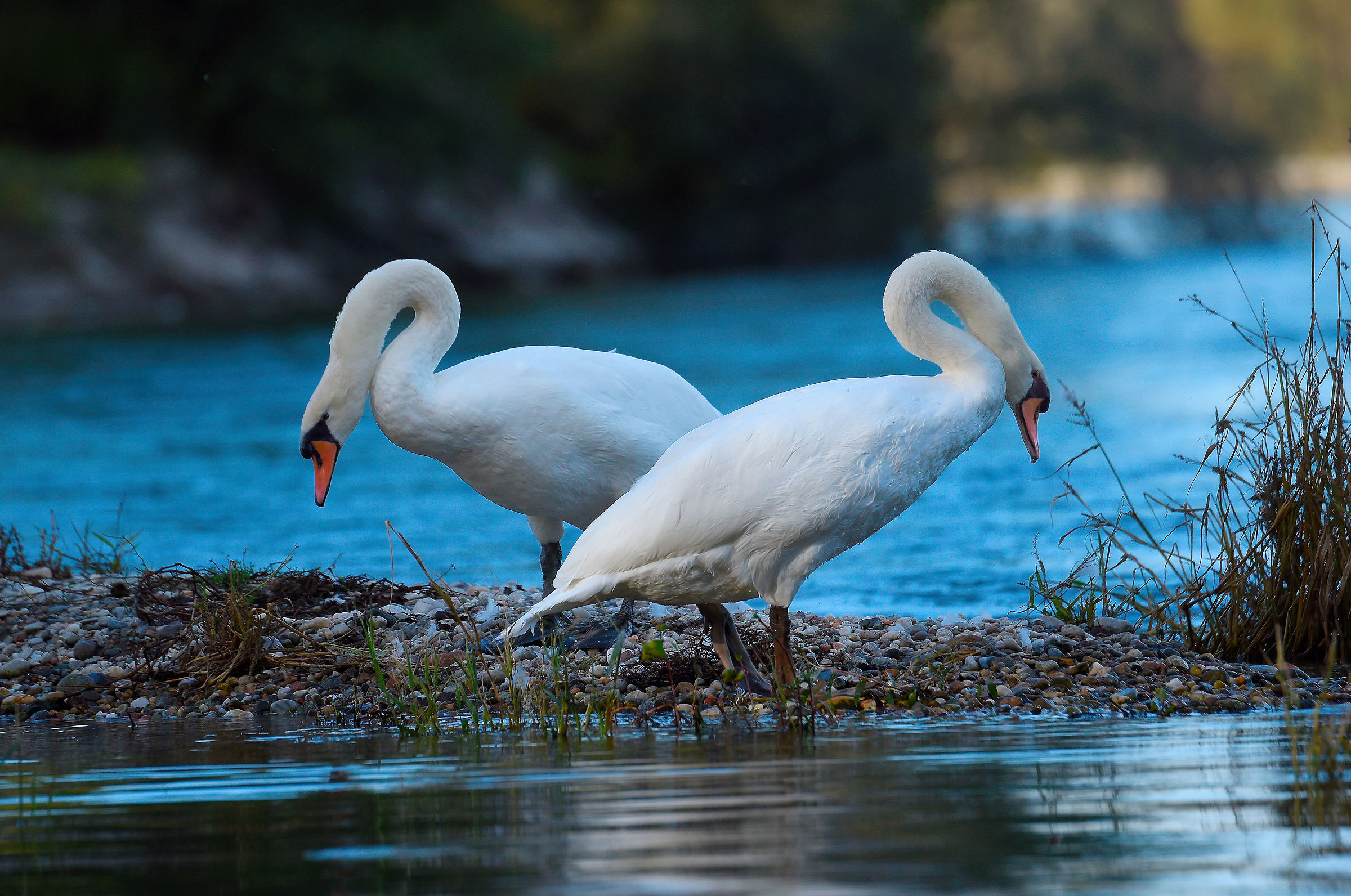 Swans on the river Ticino