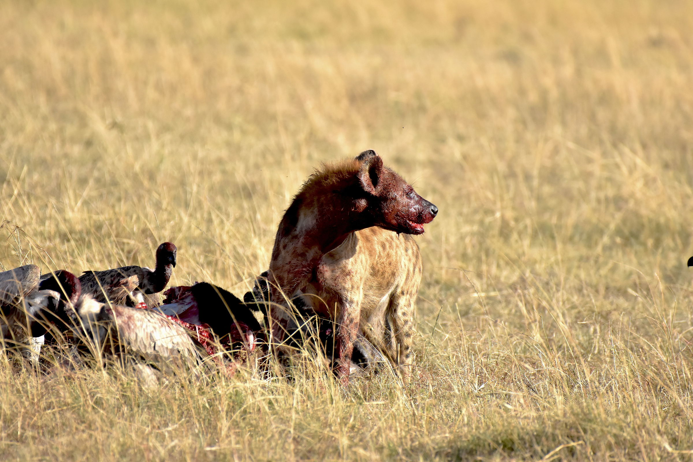 Iena a pranzo - Masai Mara