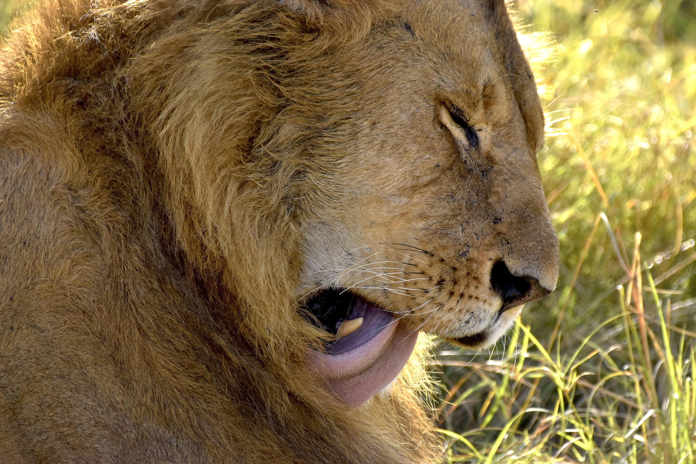 Toilettatura - Masai Mara