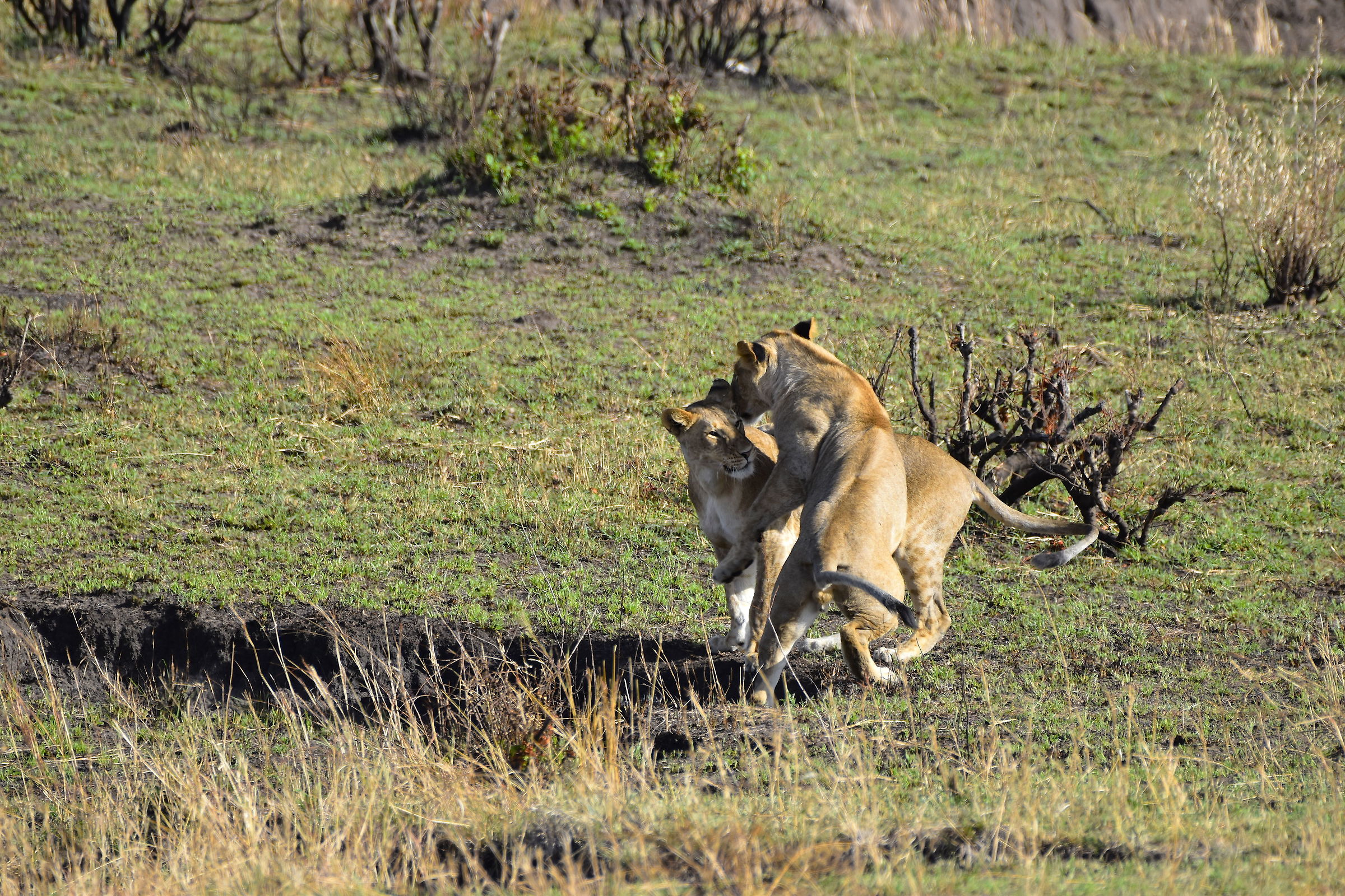 Coccole feline - Masai Mara