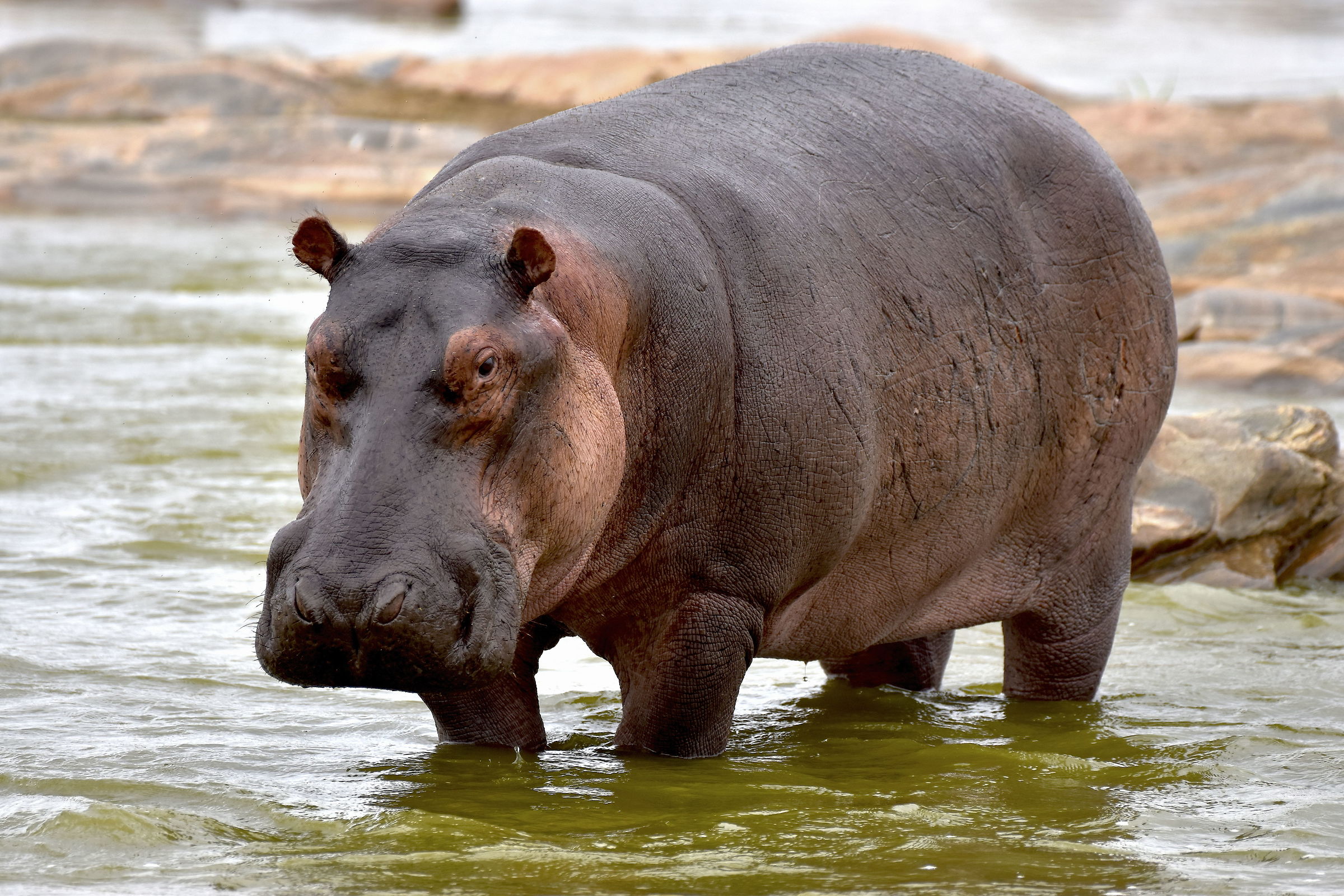 Hippopotamus-Tsavo Est