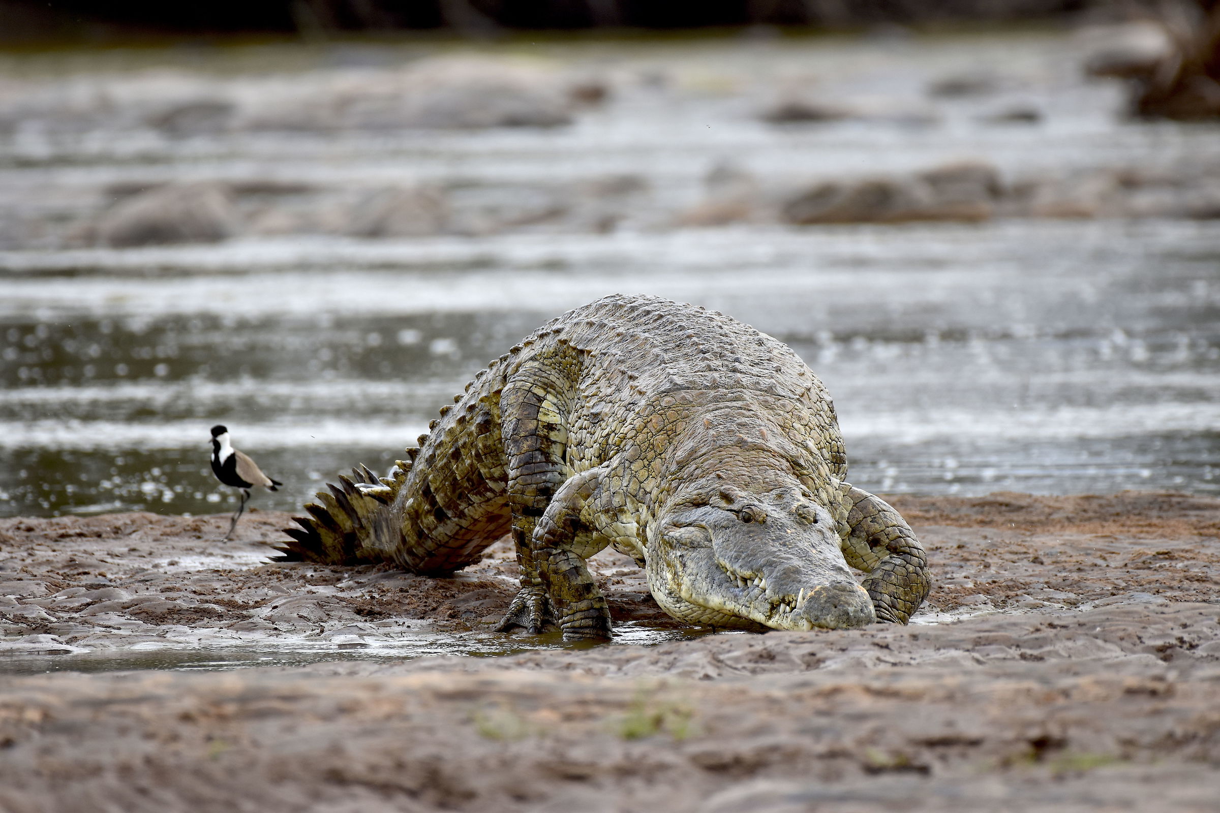 Coccodrillo - Tsavo Est