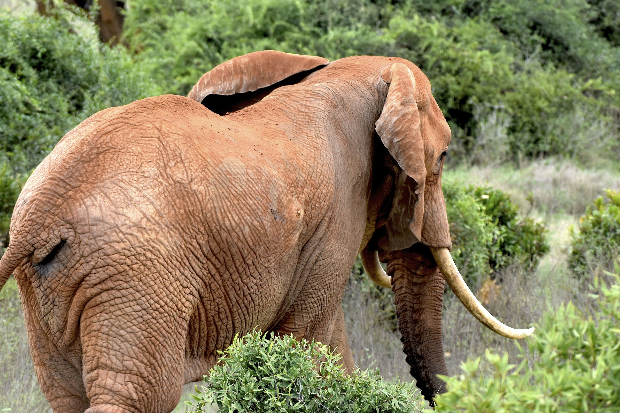 Elephant-Tsavo East