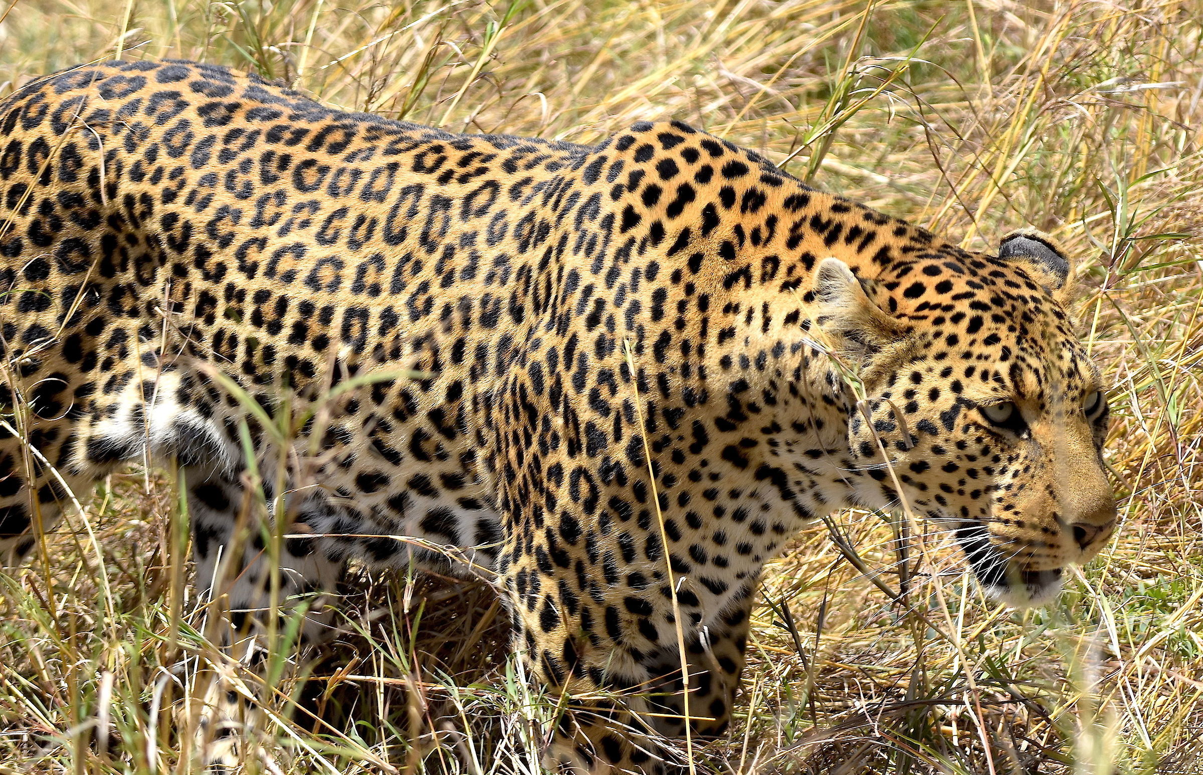 Leopard-Reserve Masai Mara