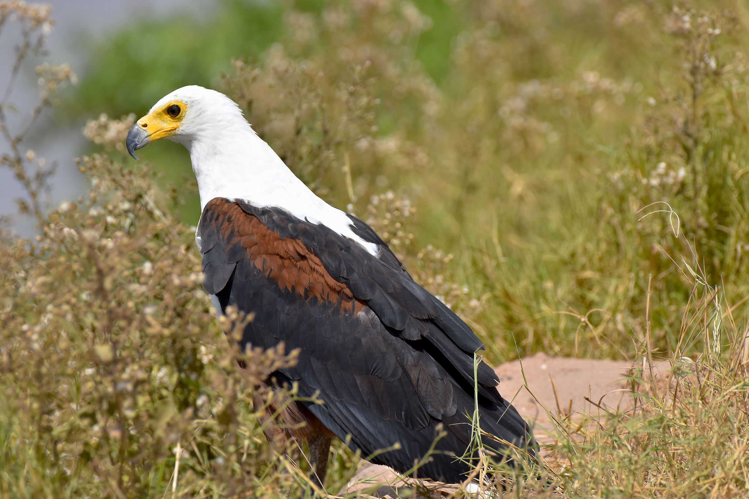 African Fish Eagle