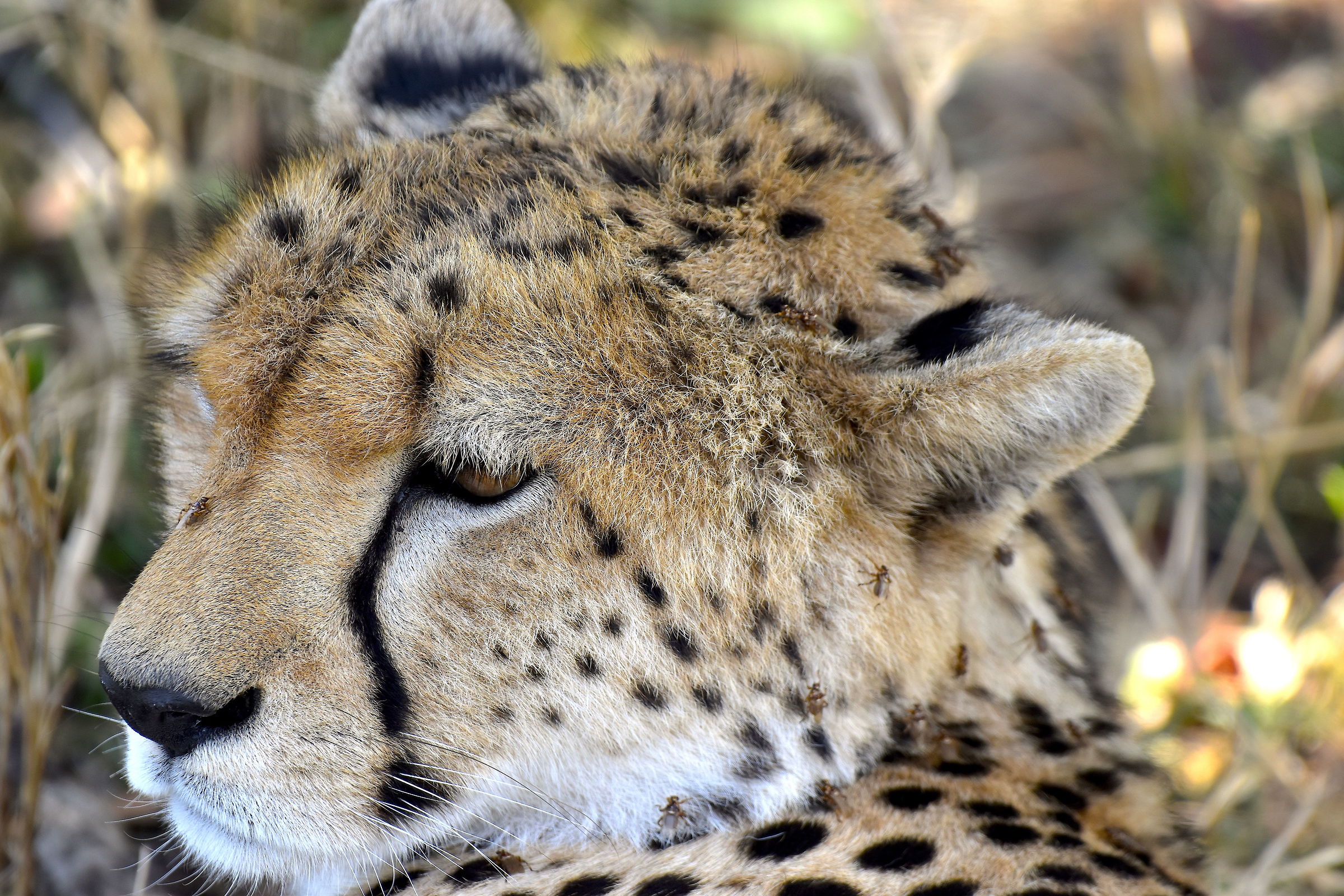 Cheetah-Reserve Masai Mara