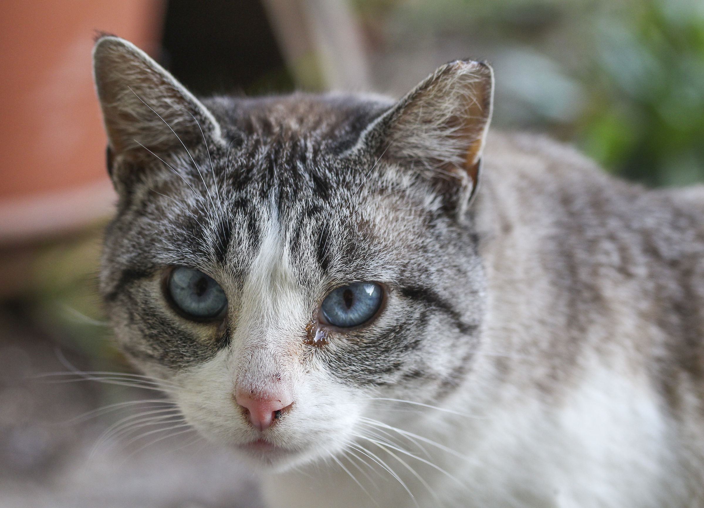 Portrait of a stray young girls