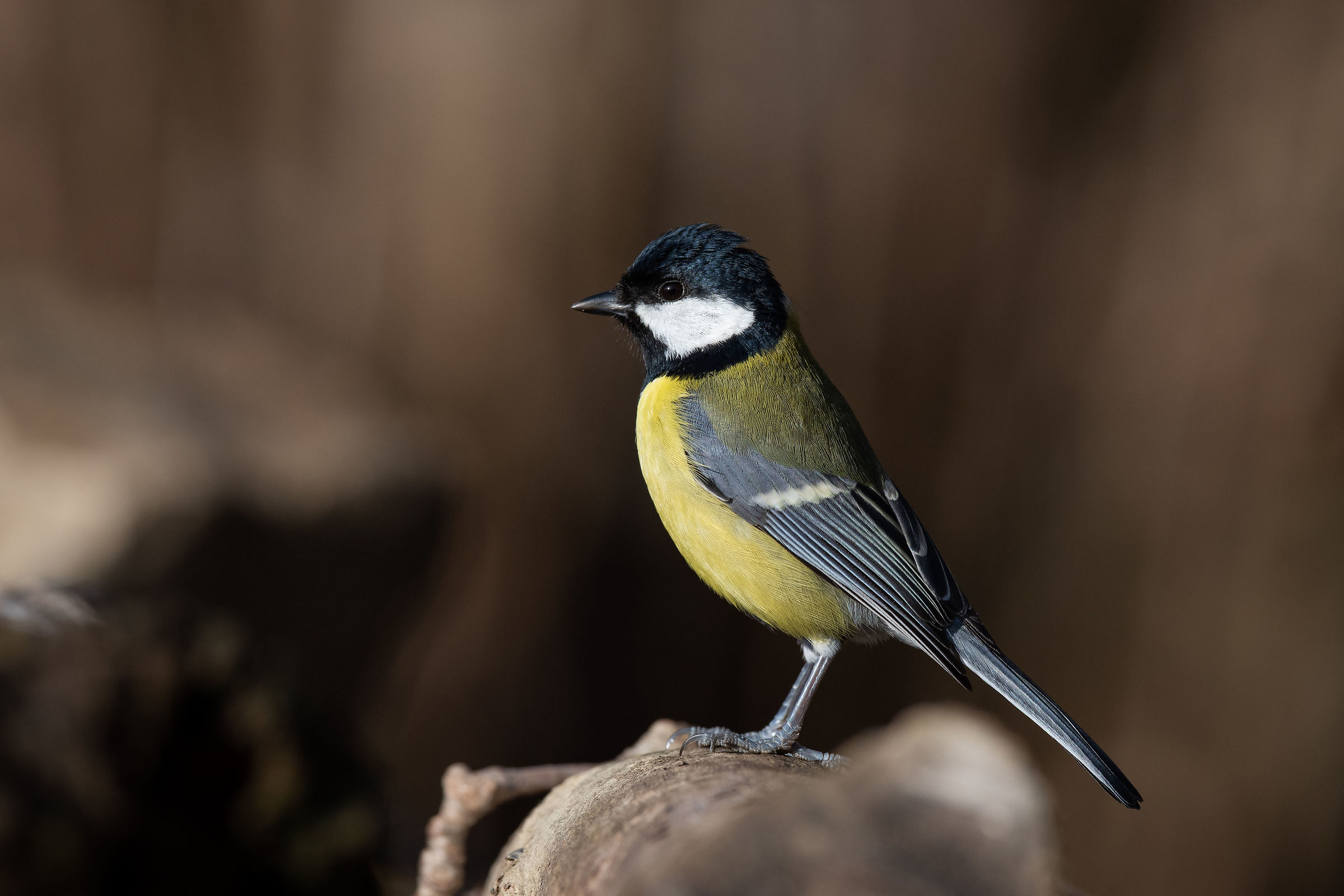 Full HD Cincia resolution