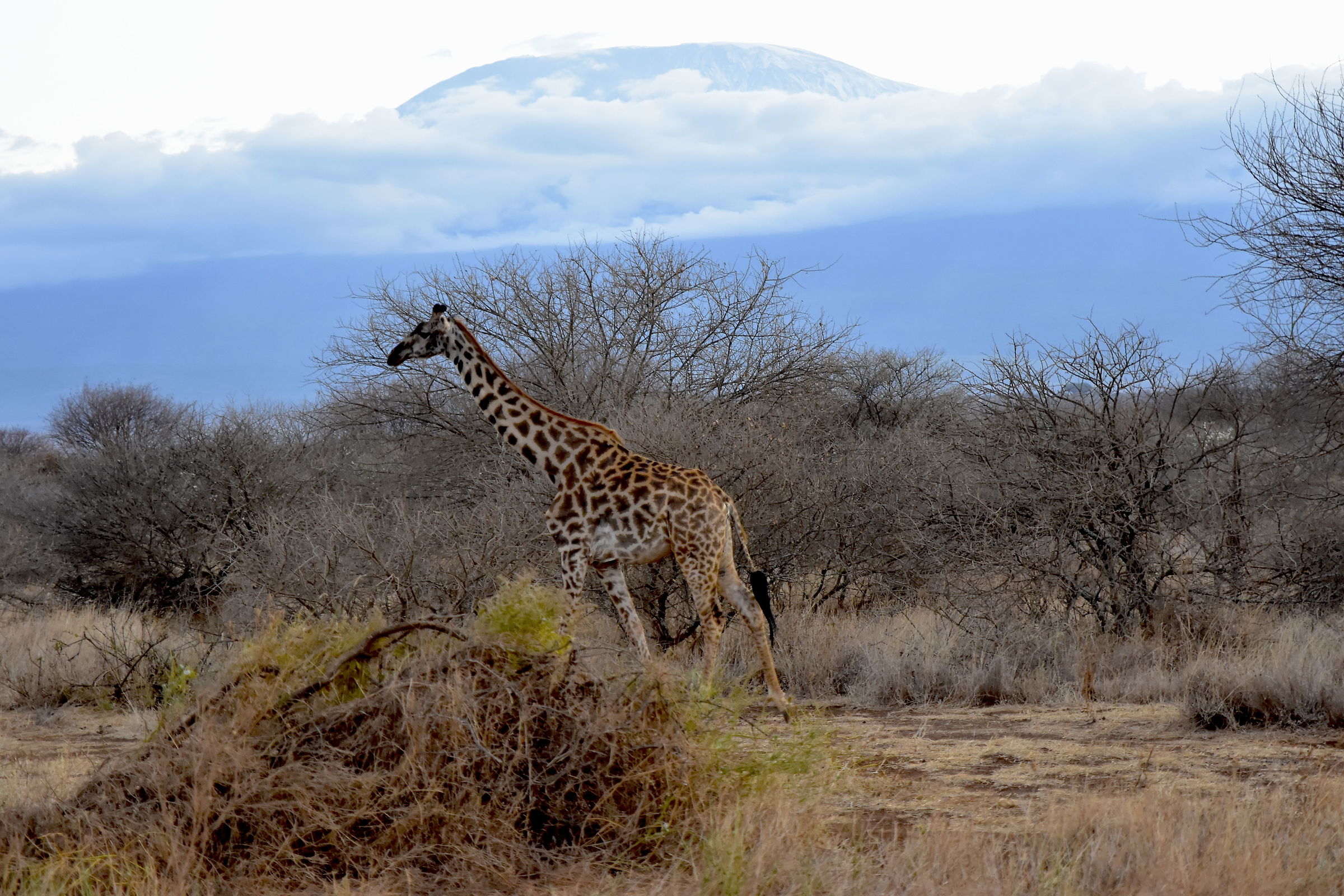 At the foot of Kilimanjaro-Amboseli National Park