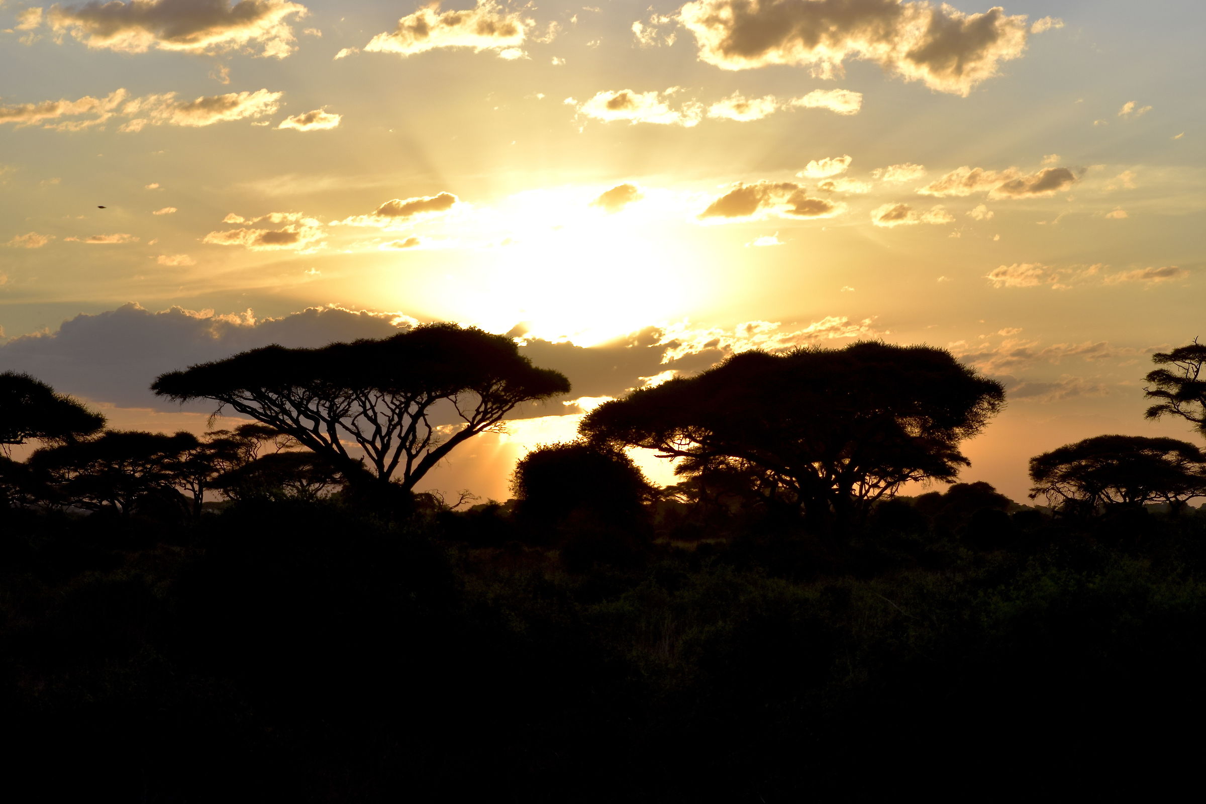 African Sunset