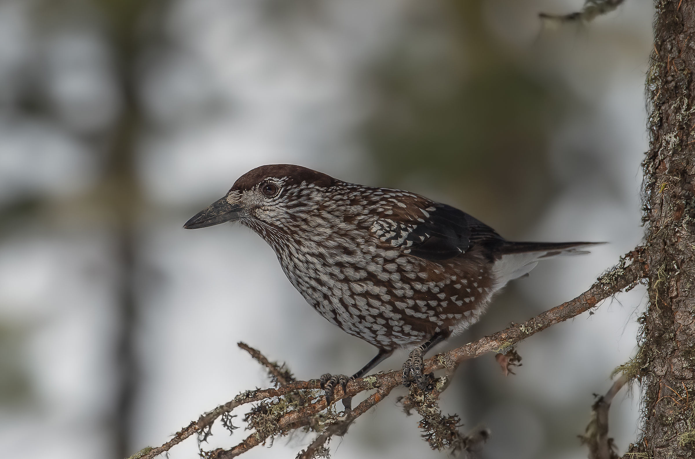 nocciolaia val Roseg