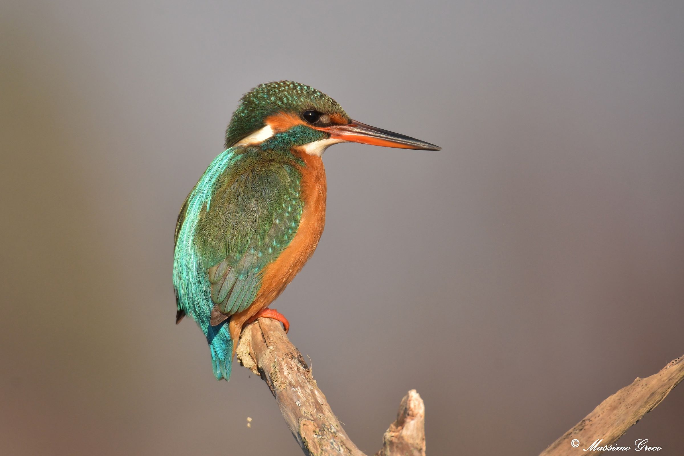 Kingfisher