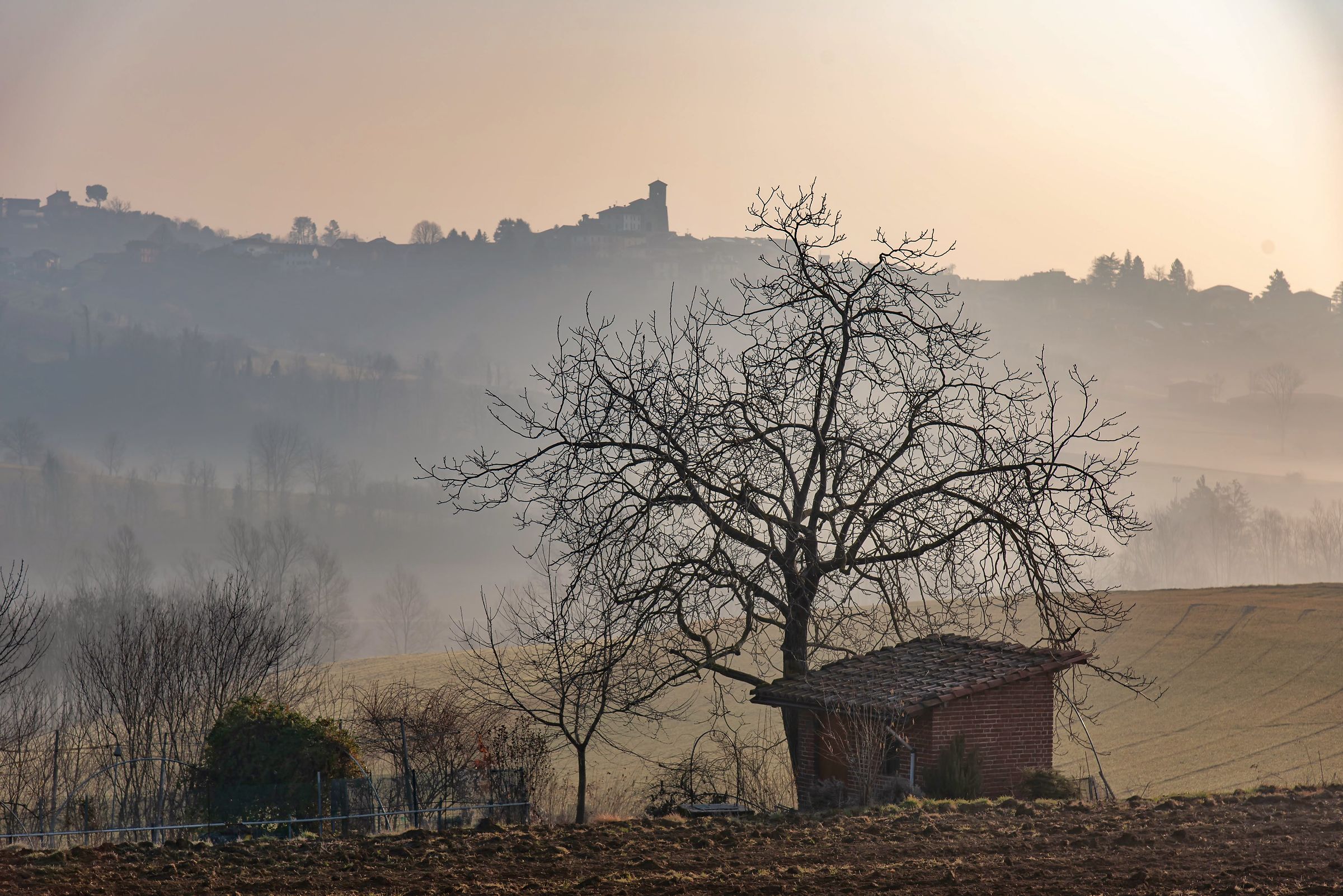 The little house and the tree