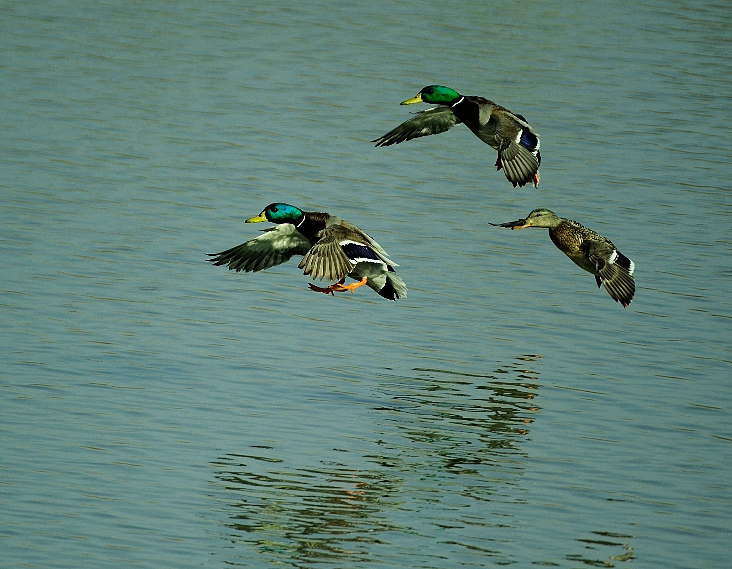 Germans at the landing