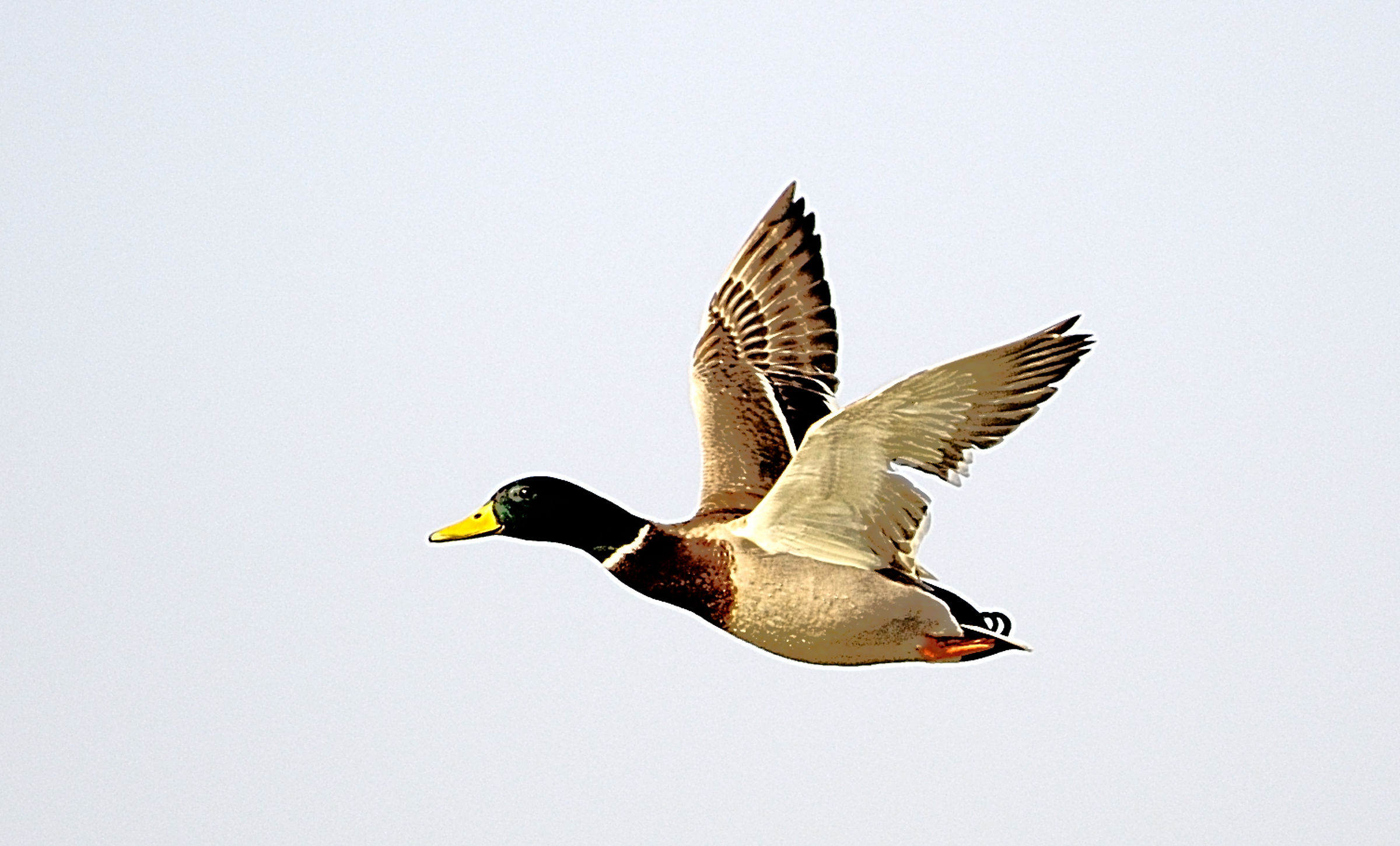 Male Mallard on the fly
