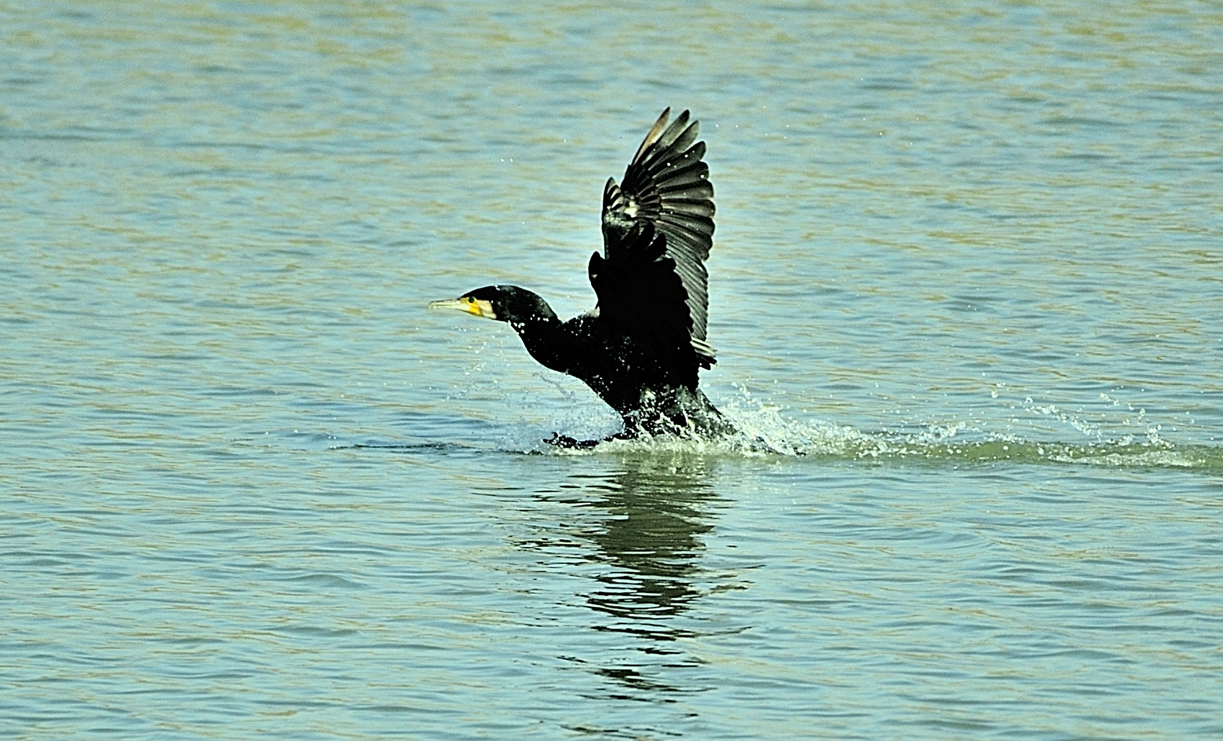 Cormorate on landing