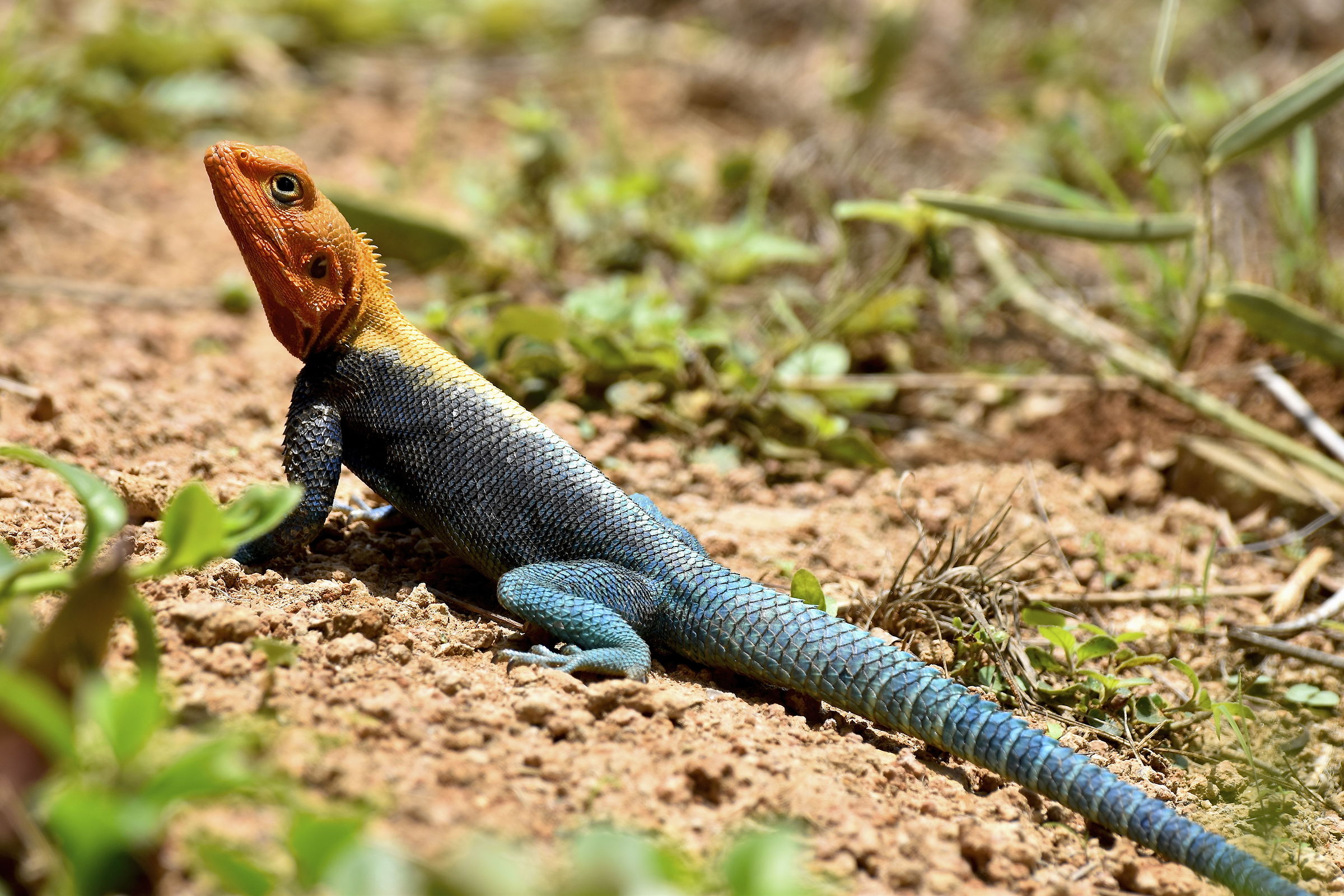 Common Agama