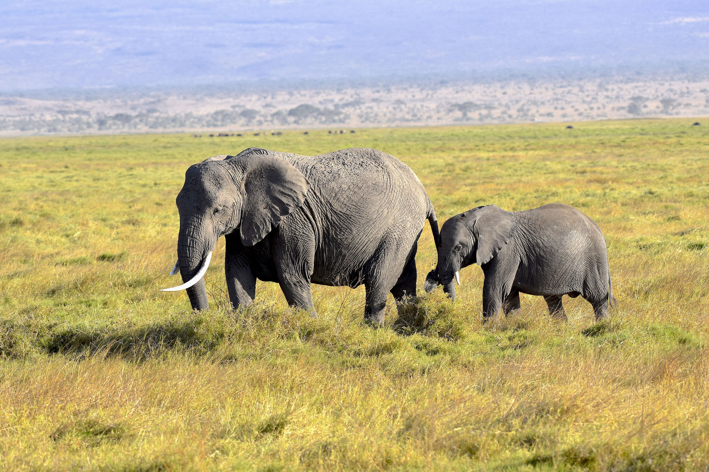 Elefante con cucciolo
