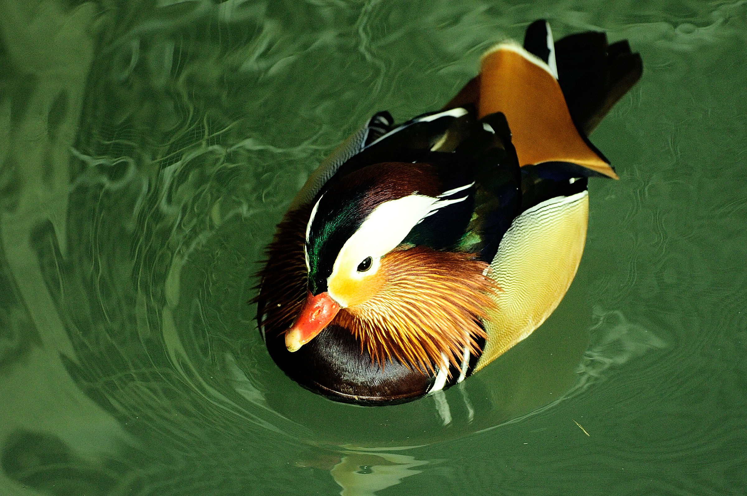 Mandarin Duck