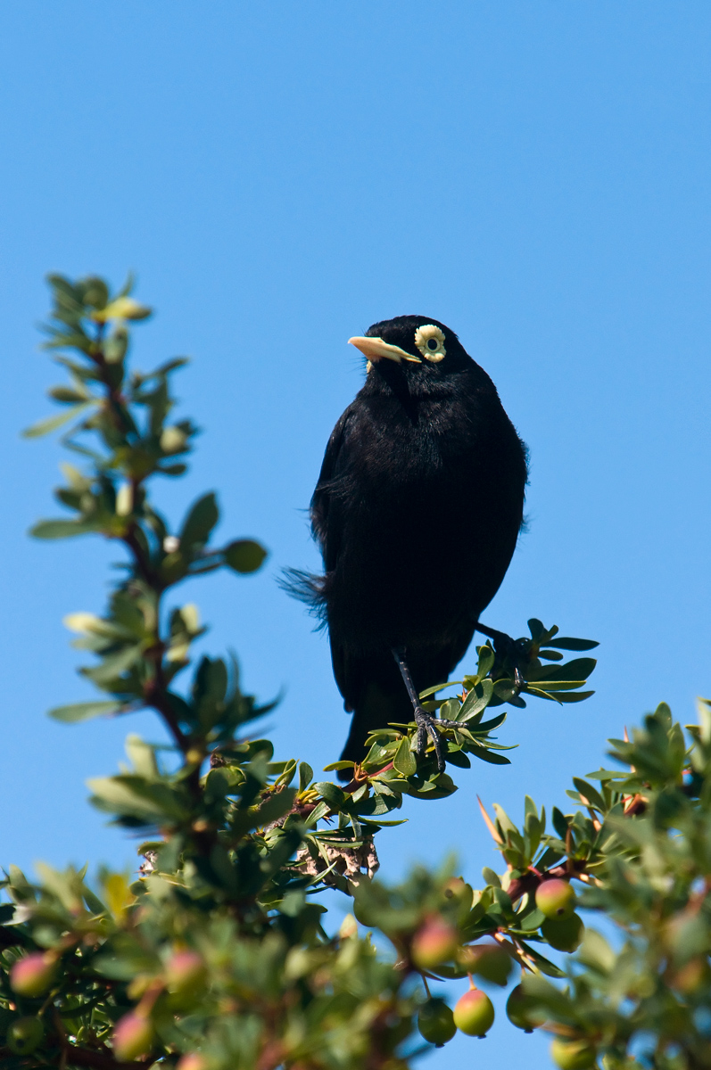 Hymenops perspicillatus