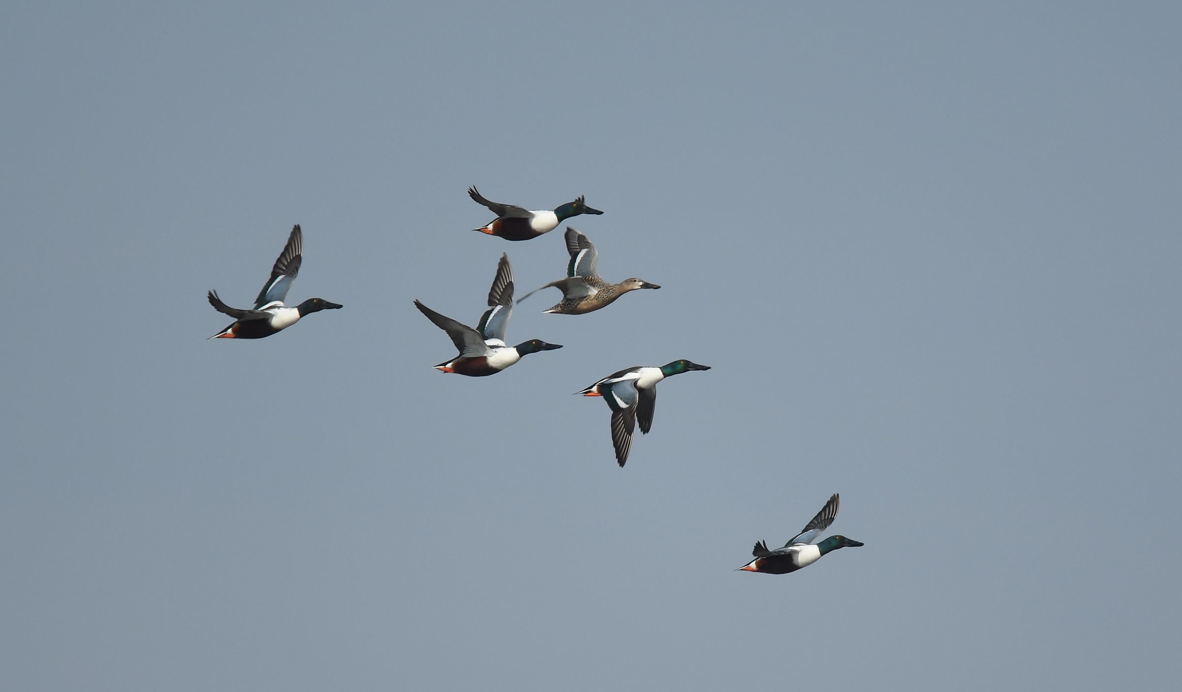 Metholones in flight with female
