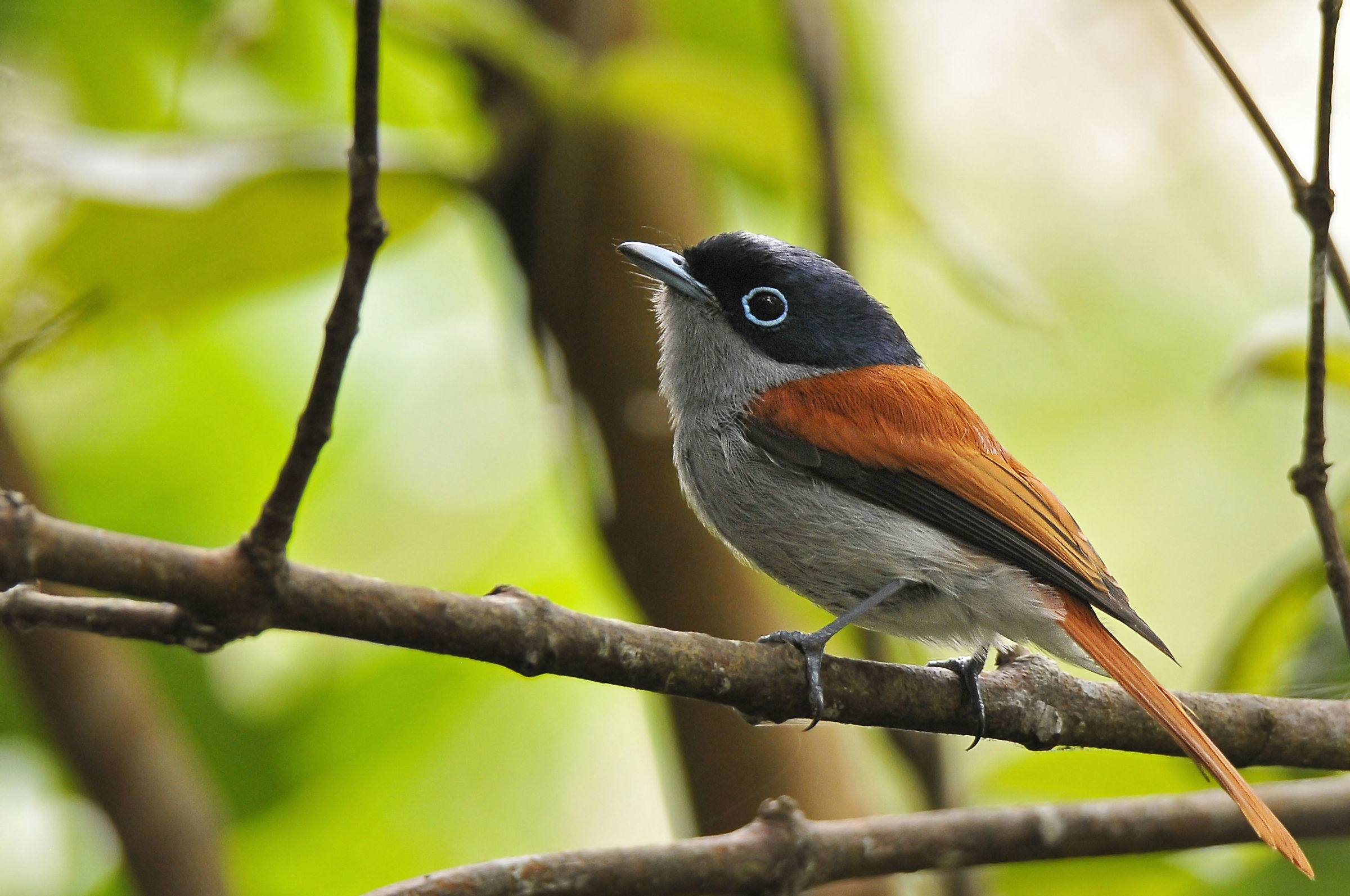 Mauritius Paradise Flycatcher