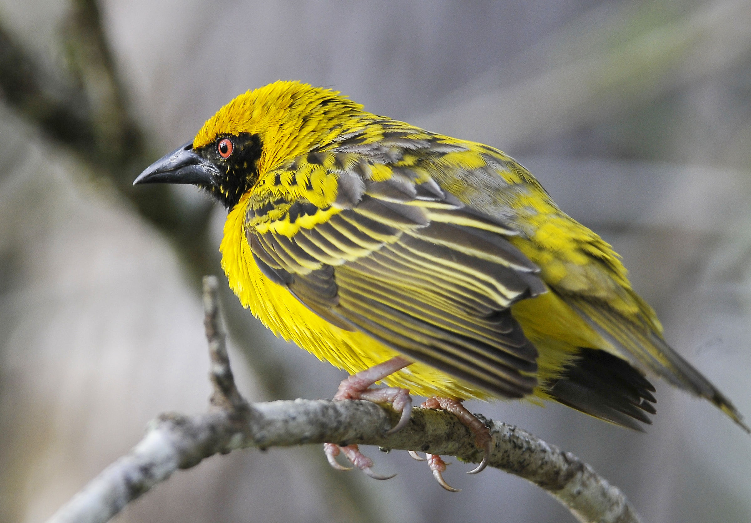 Spotted-backed Weaver (Spilonotus spp.)