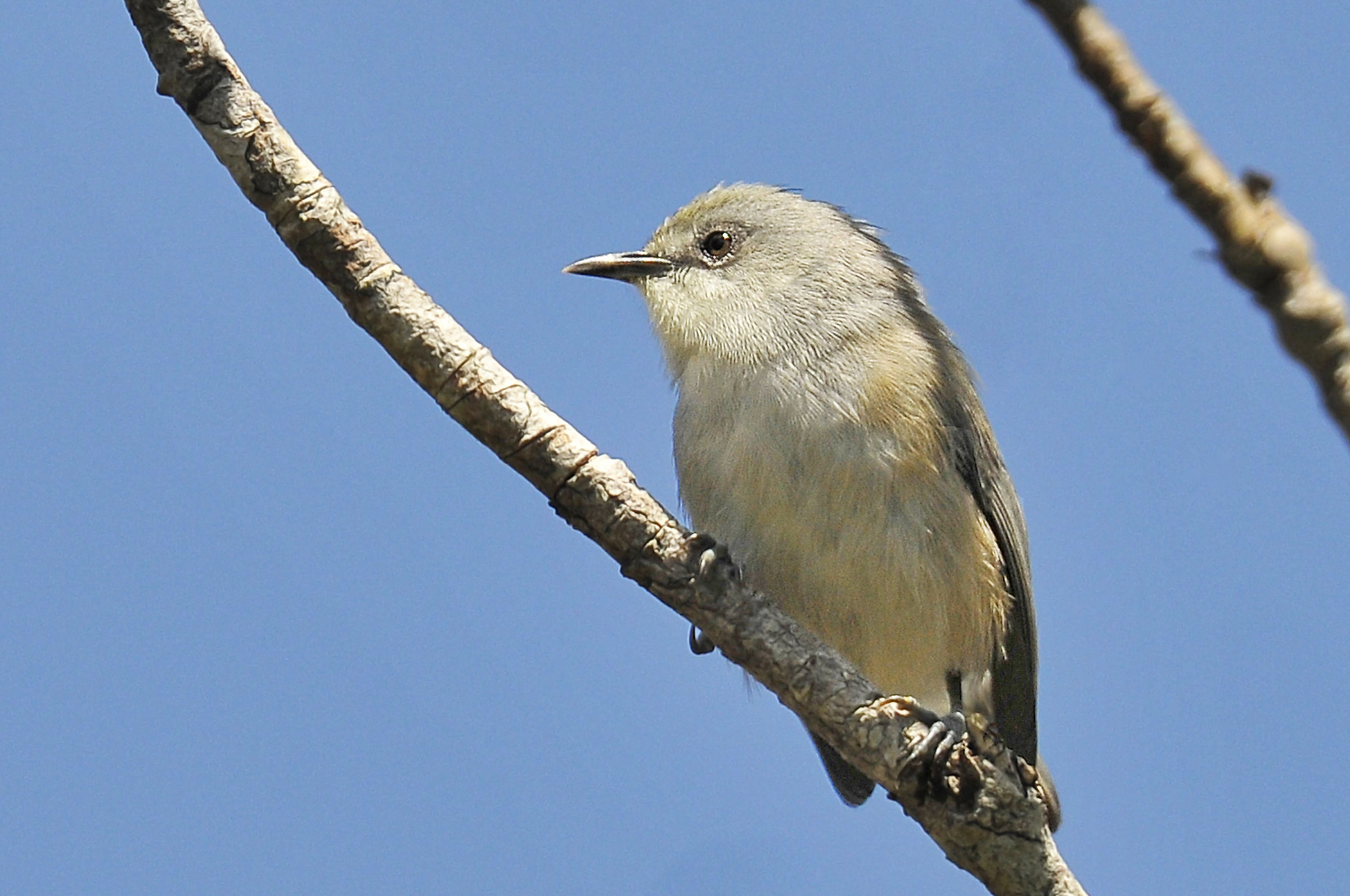 Mauritius Gray White-Eye