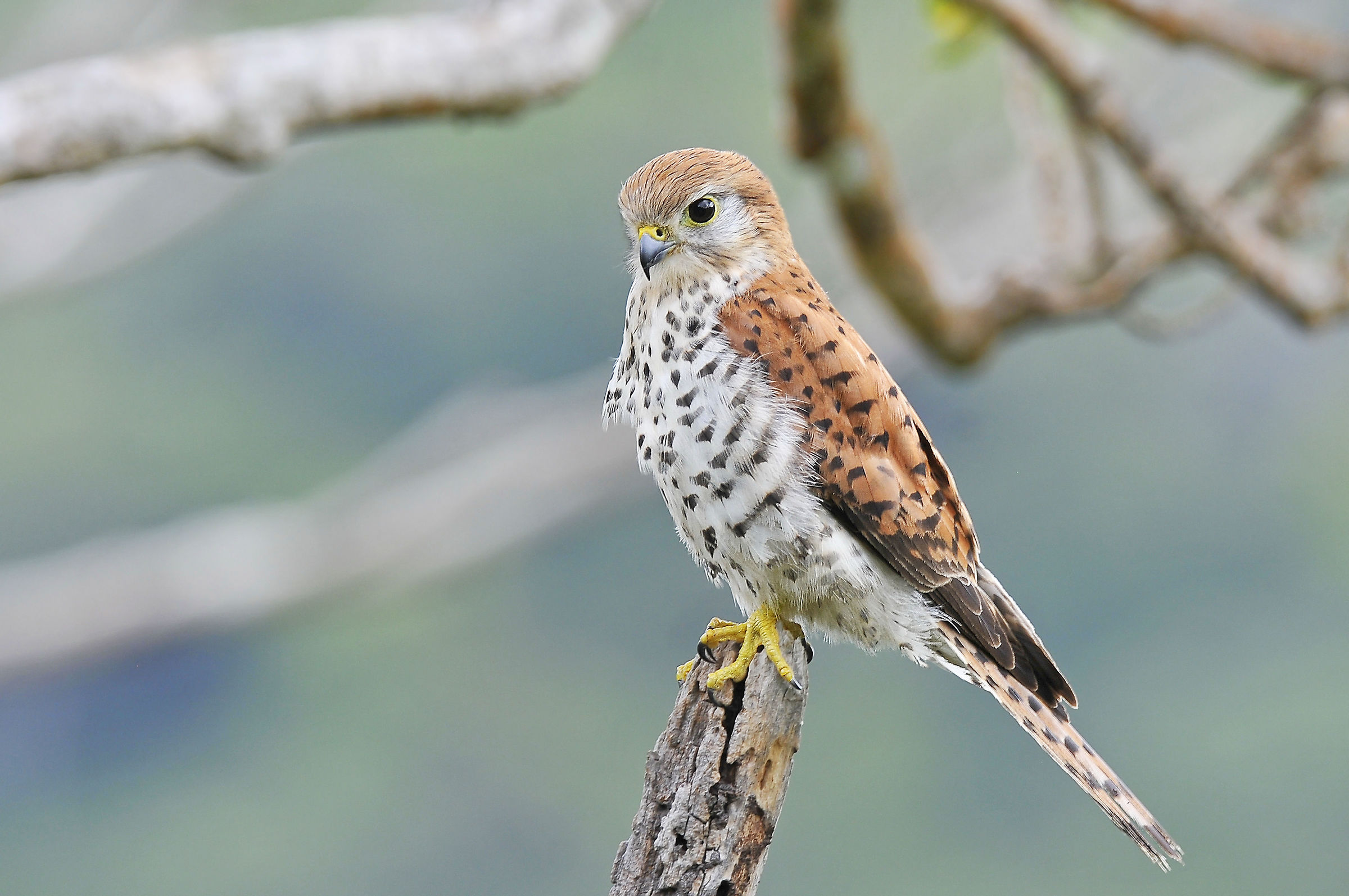 Mauritius Kestrel