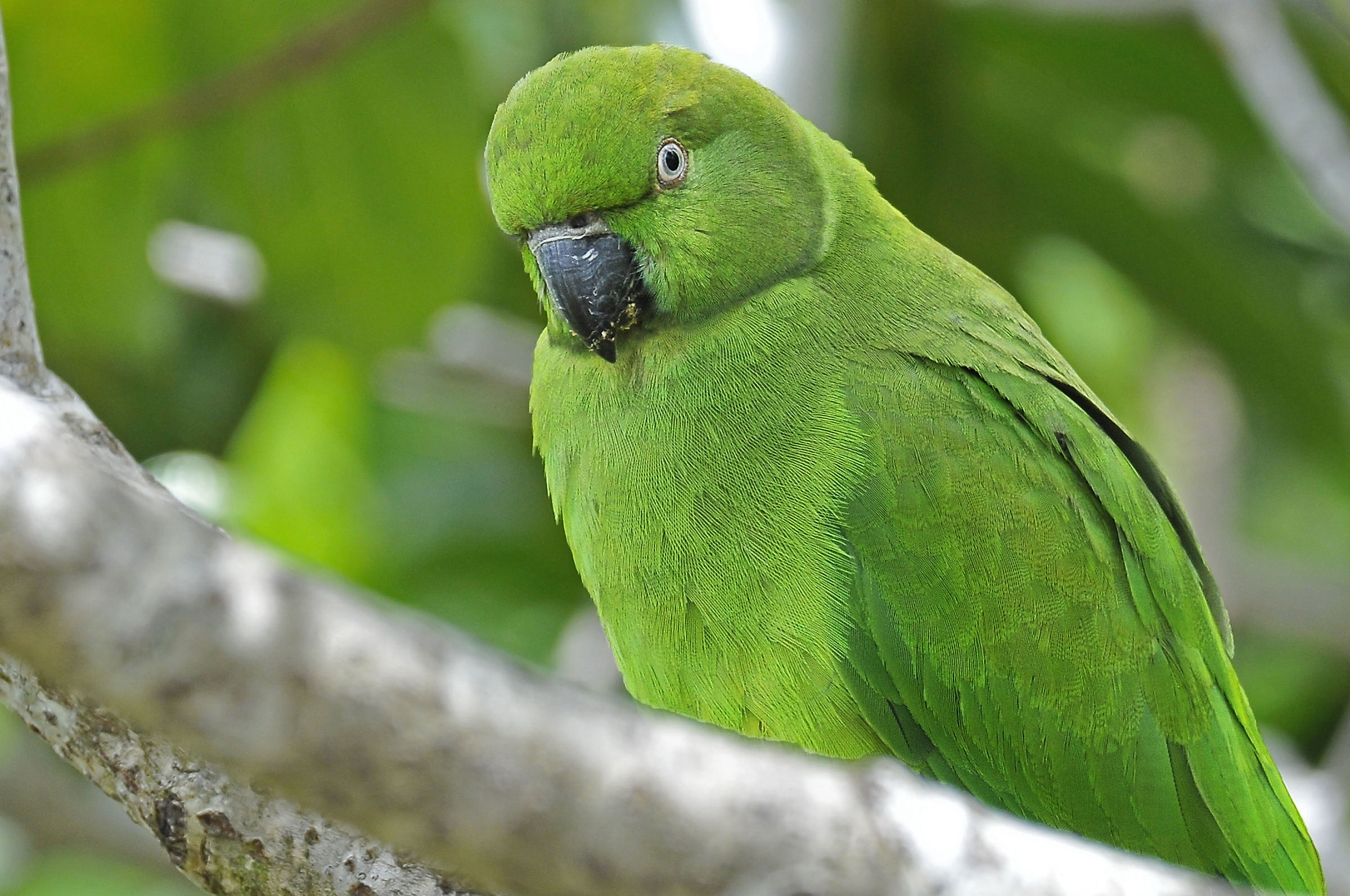 Echo Parakeet (female)