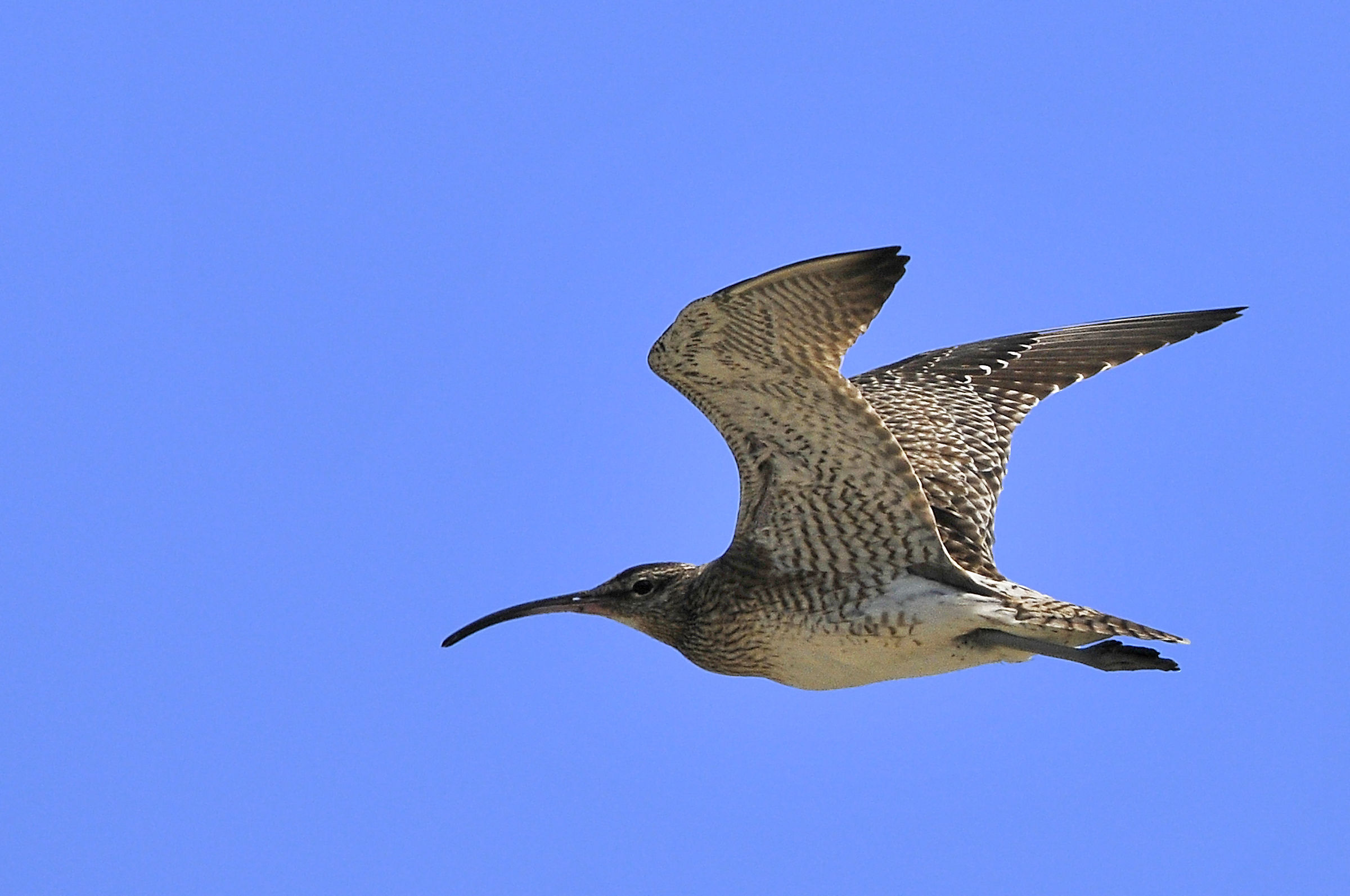 Whimbrel