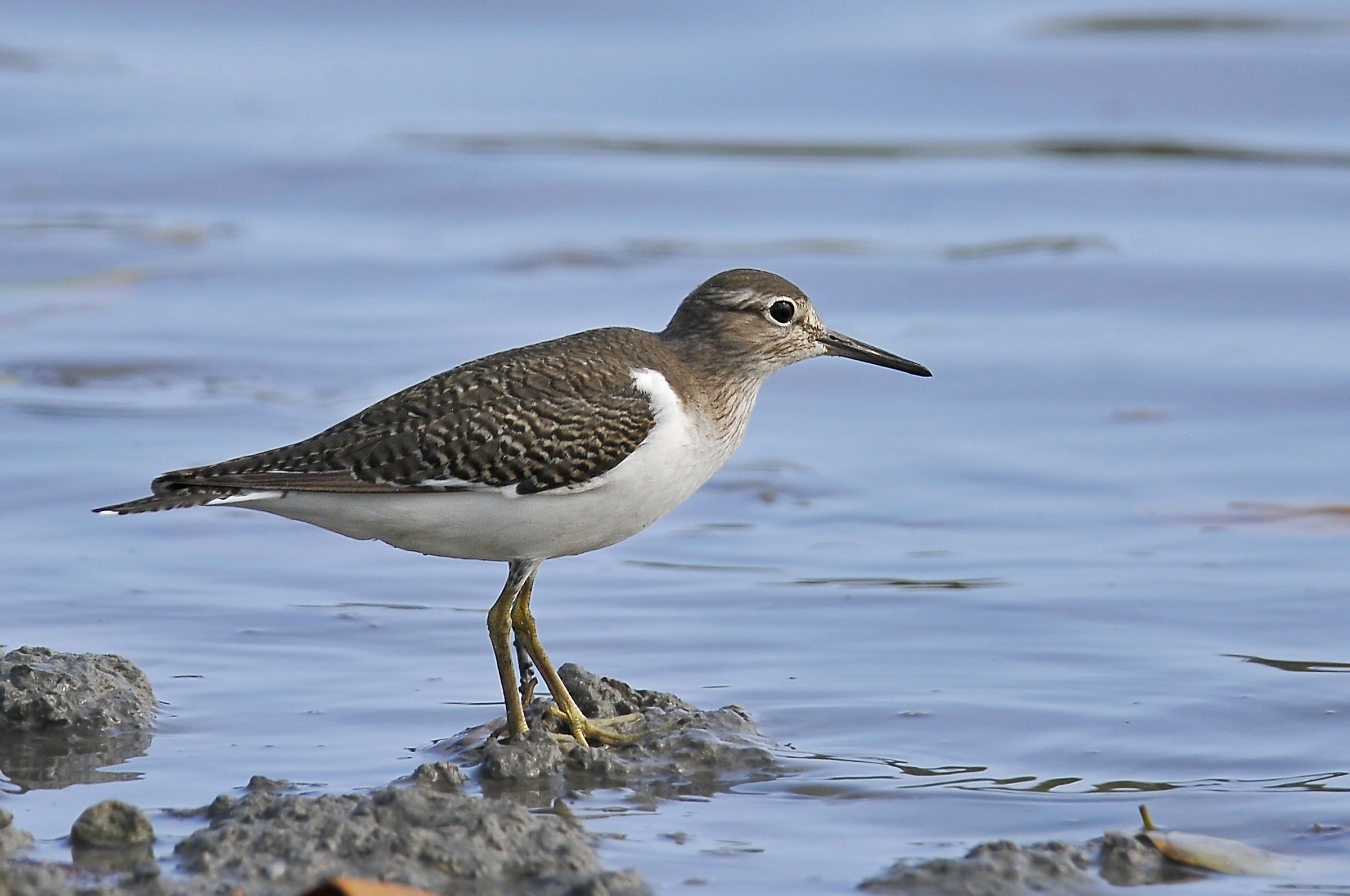 Common Sandpiper