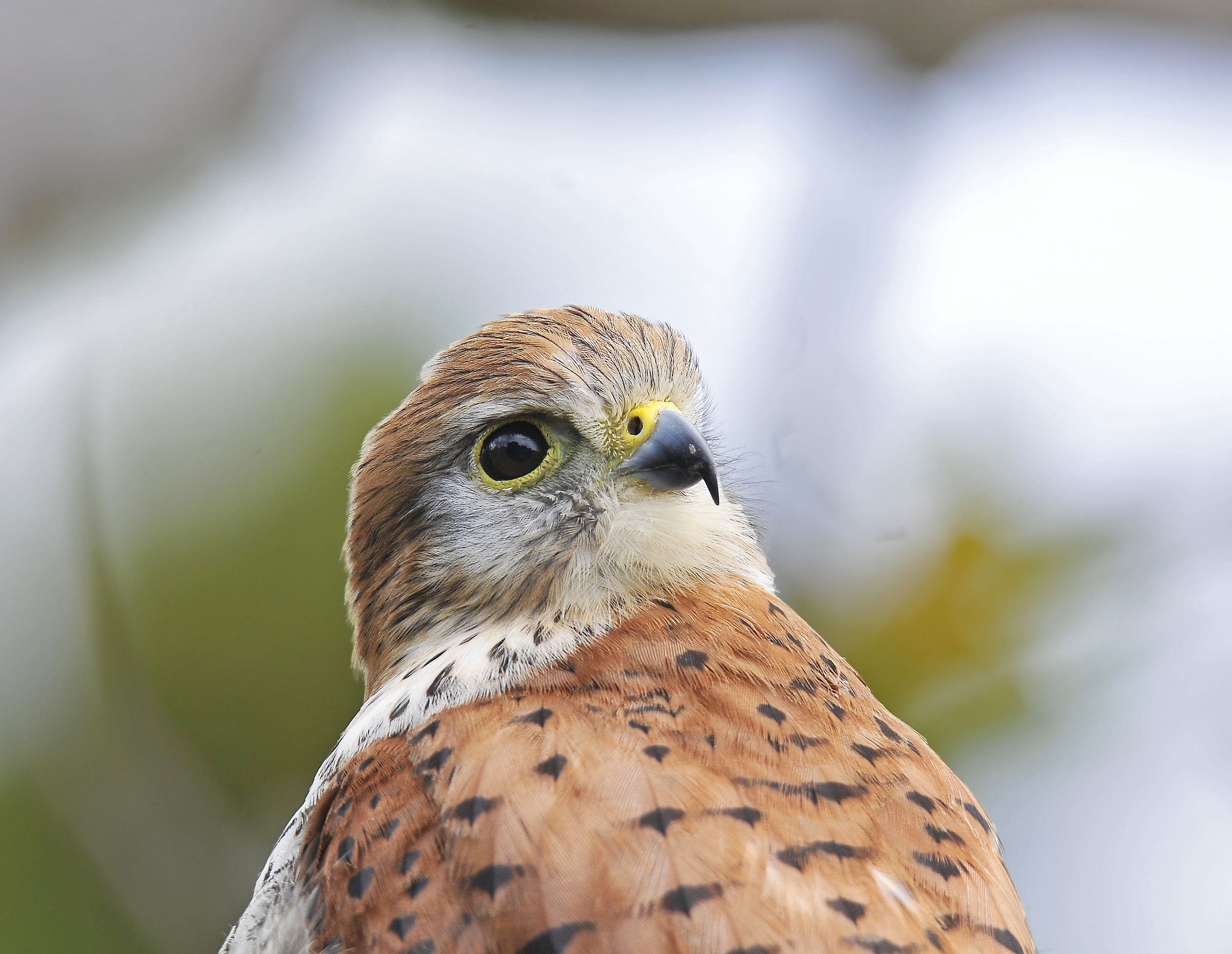 Mauritius Kestrel 2