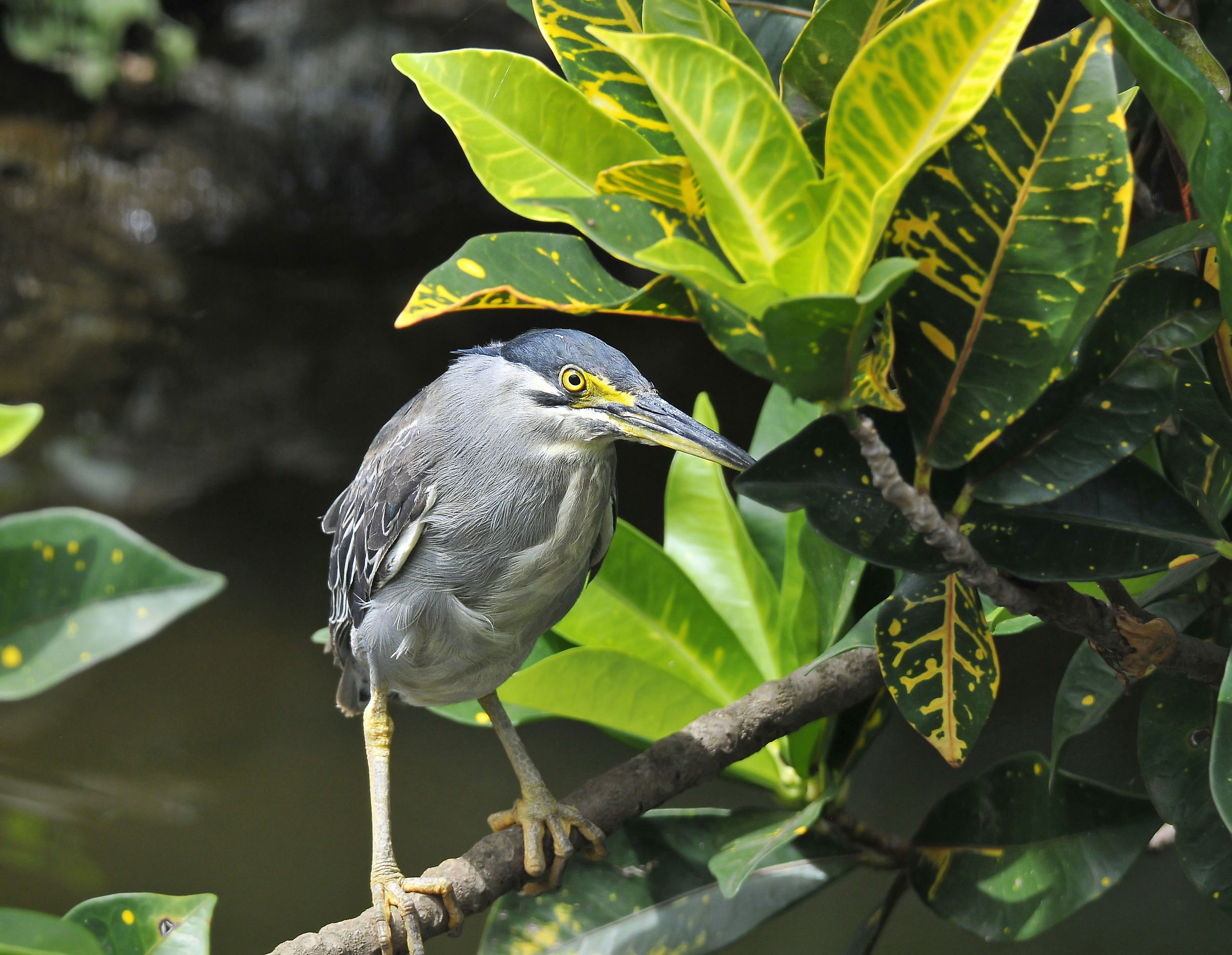Airone verde (Green heron)